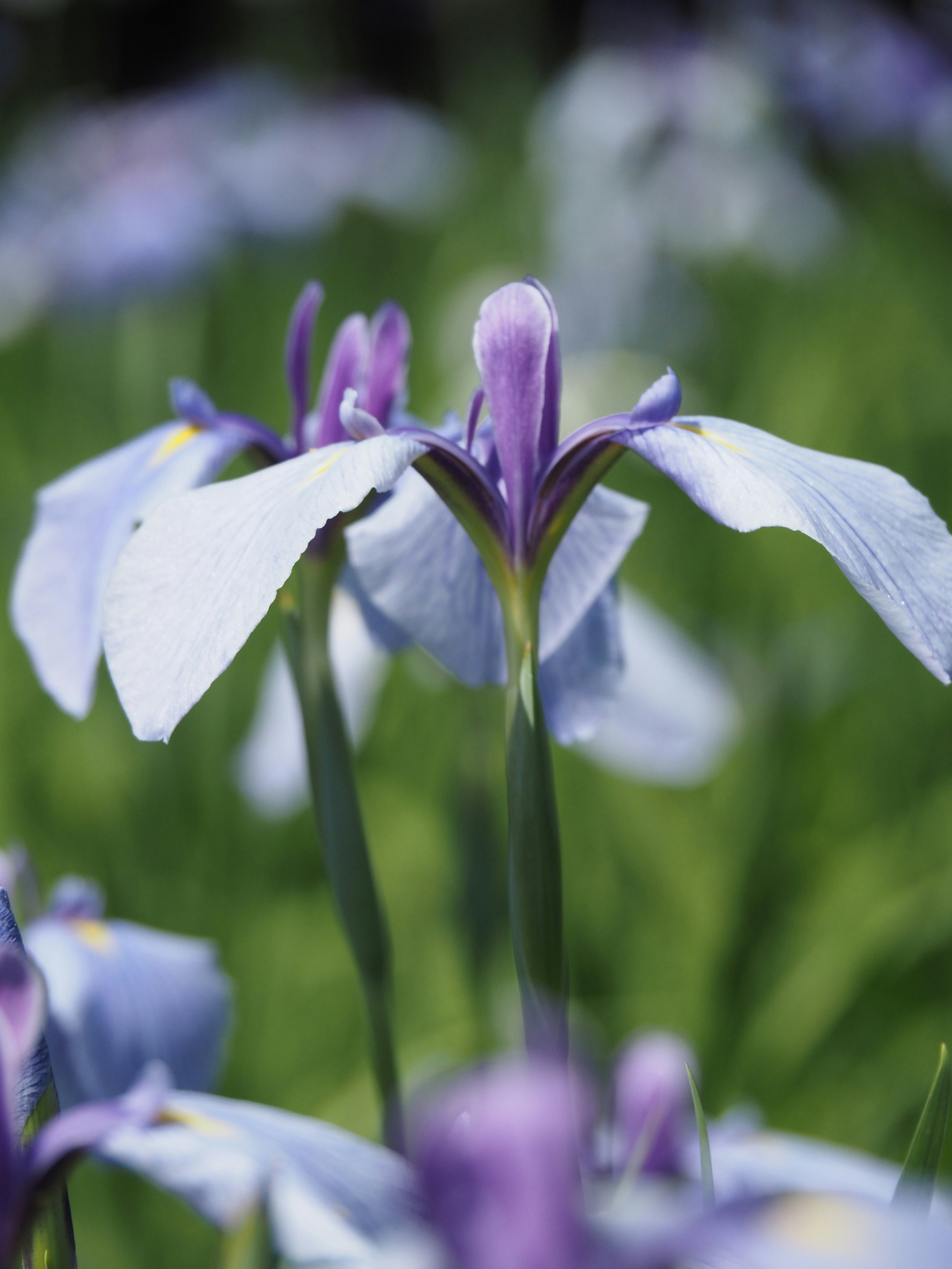 花菖蒲の花が咲く庭園の花畑