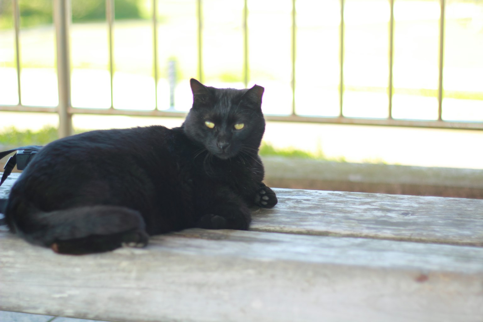 Kucing hitam berbaring di bangku kayu