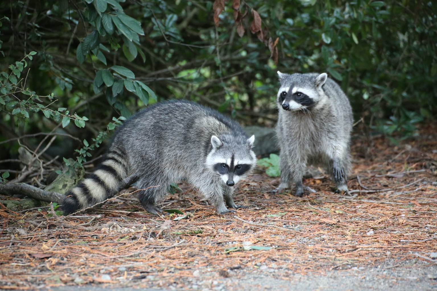 Dos mapaches caminando en un área boscosa