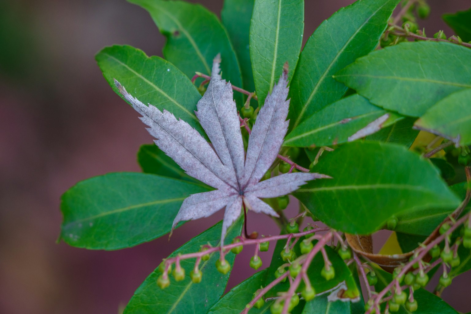 Close-up tanaman dengan daun putih mencolok di antara daun hijau