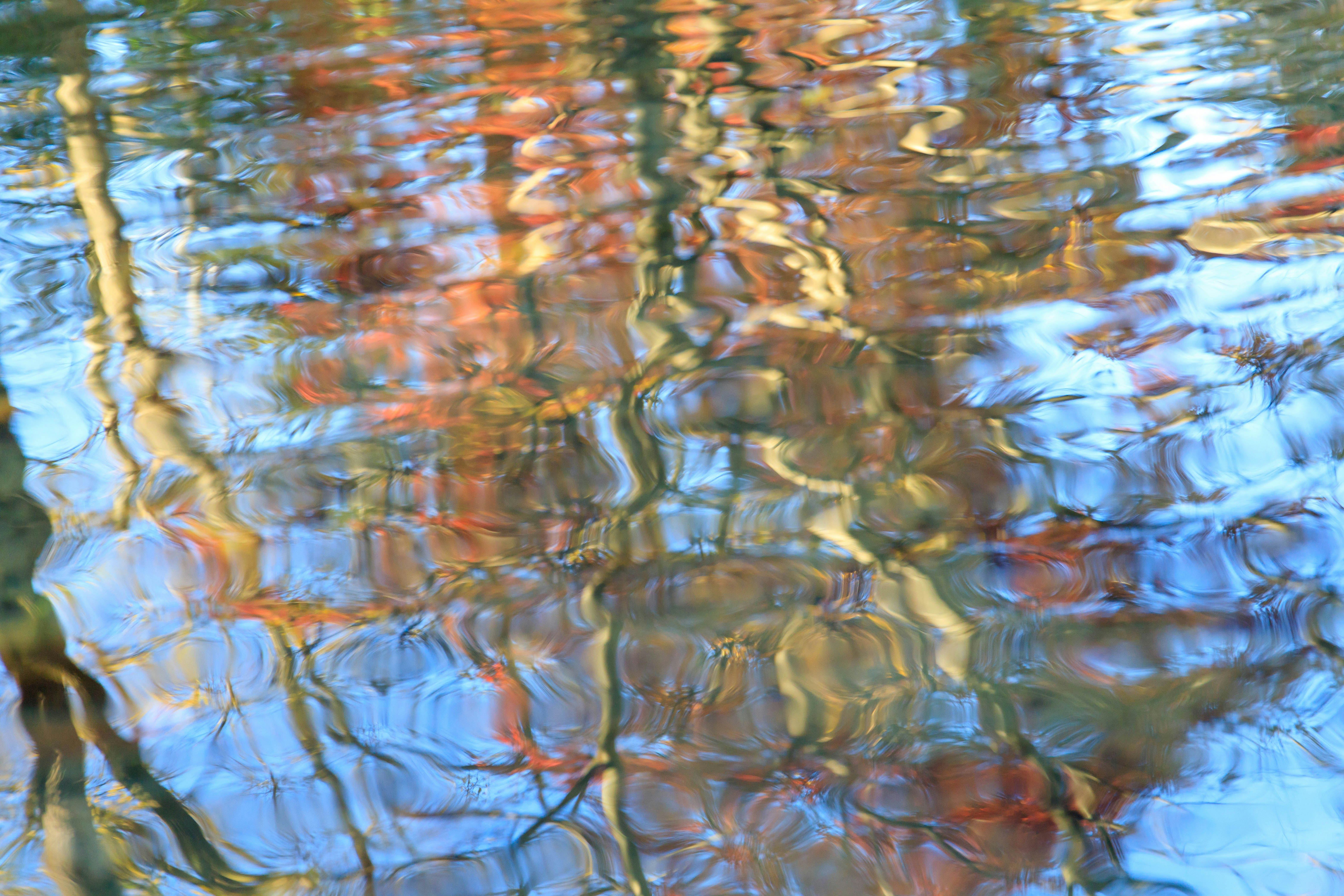 Baumreflexionen, die auf der Wasseroberfläche wellen