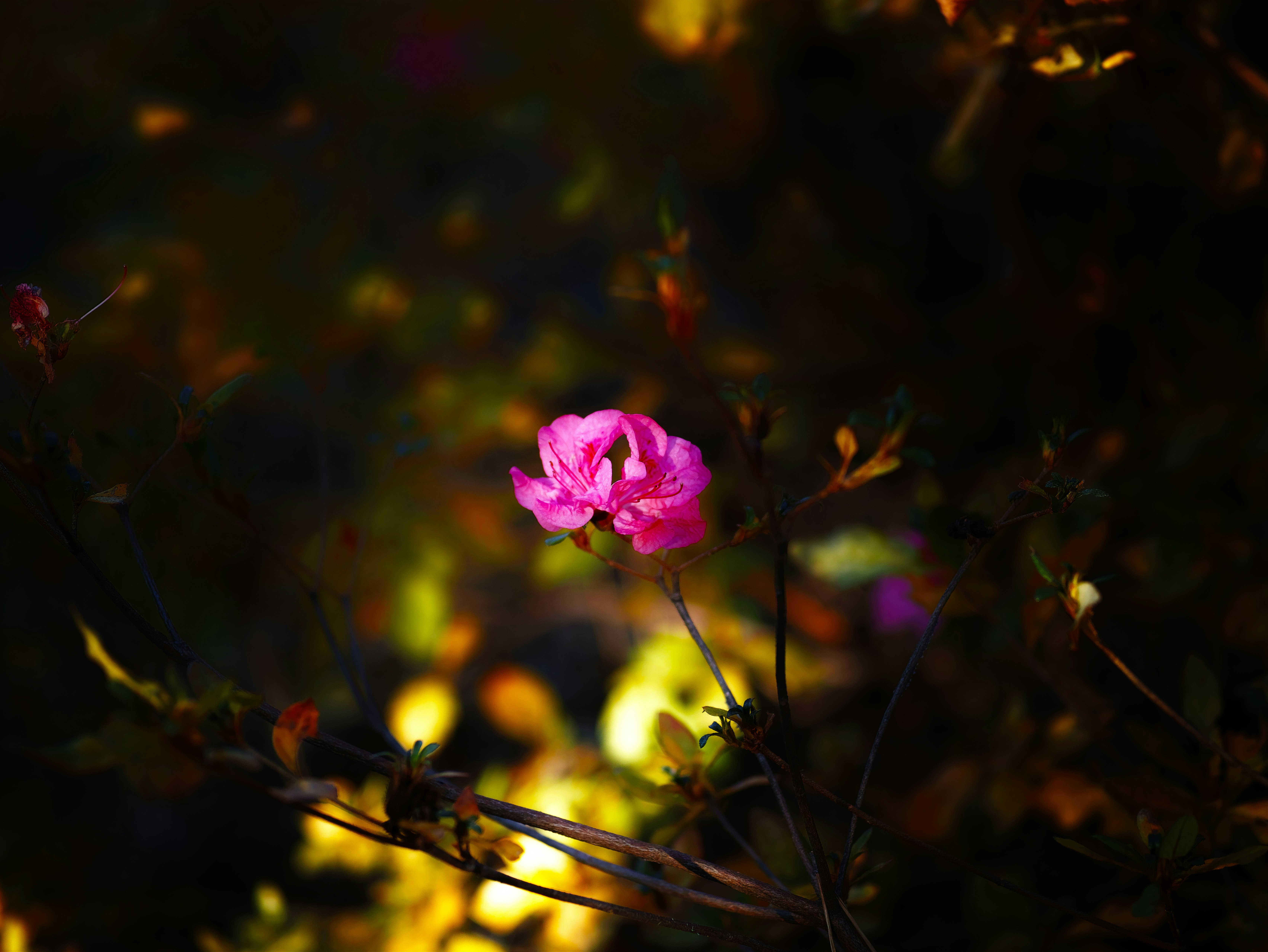 暗い背景に浮かぶピンクの花と枝