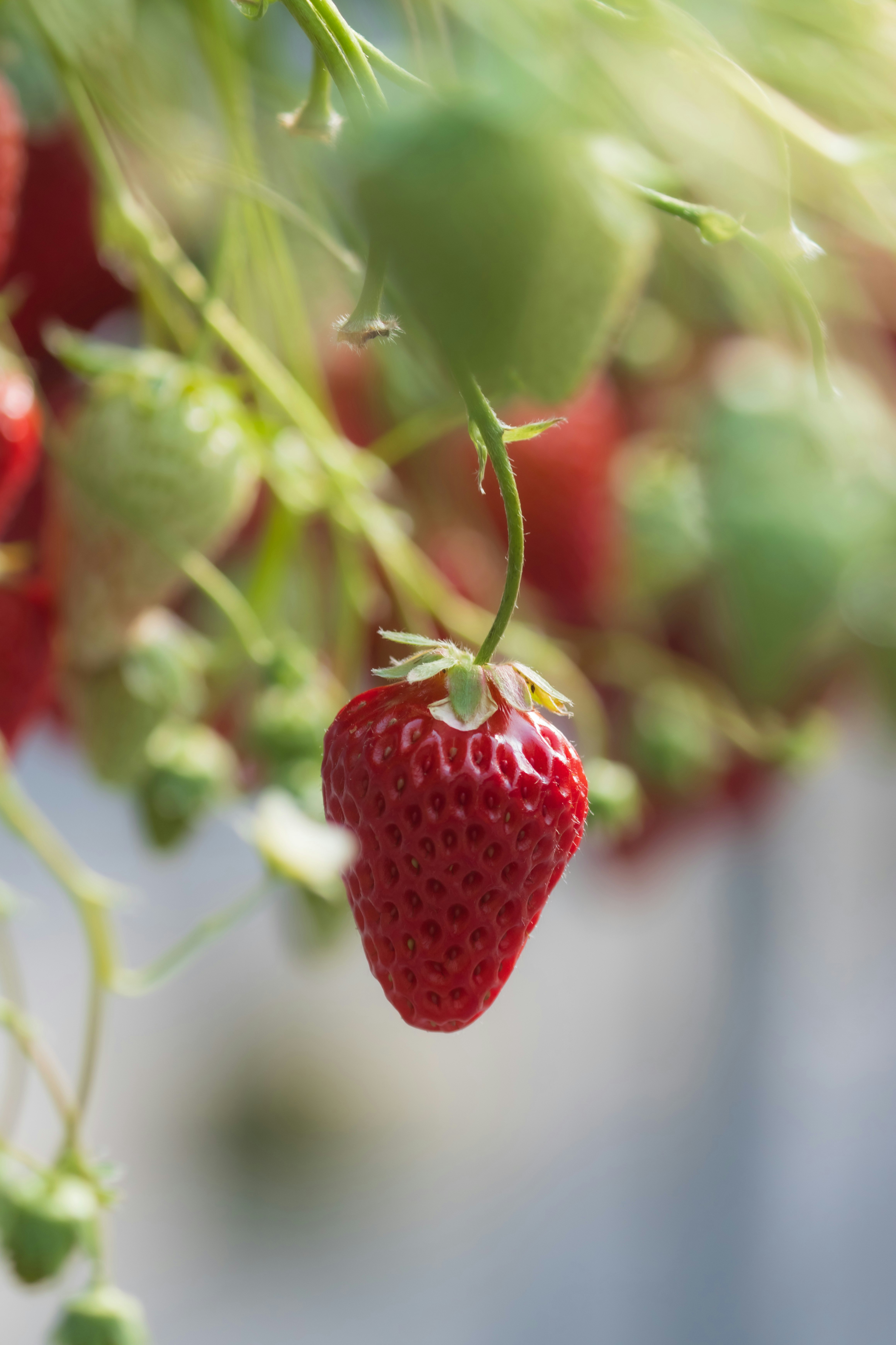 imagen macro de una fresa roja madura colgando de la planta