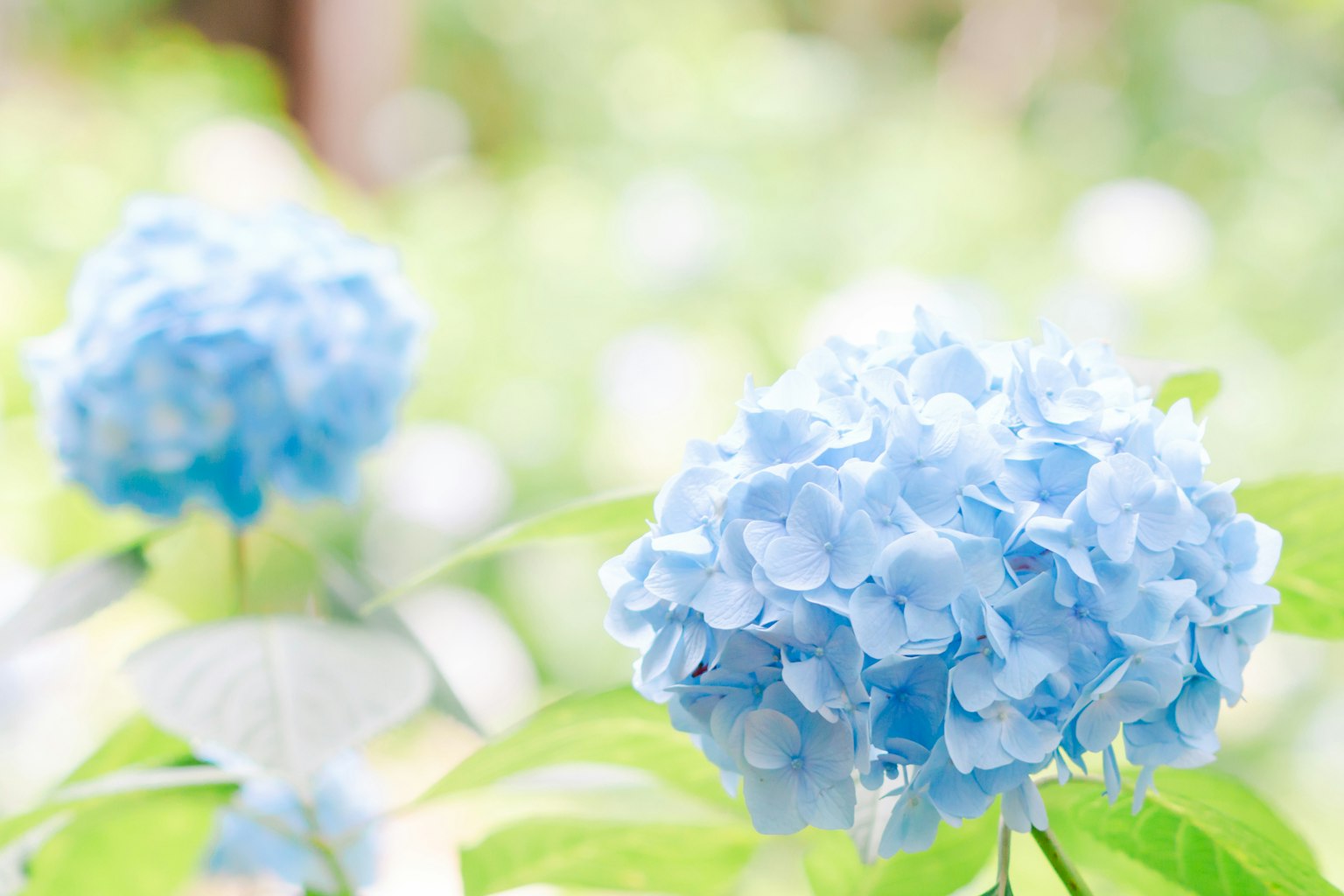 Fondo suave con flores de hortensia azul en flor