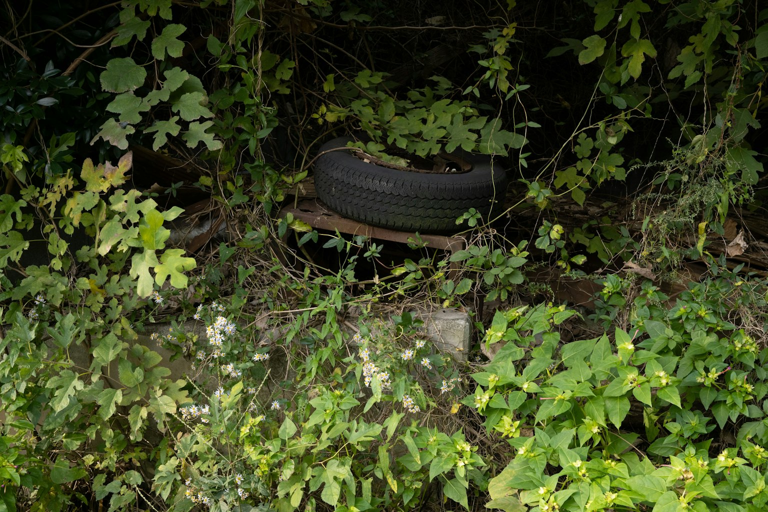 An old tire partially hidden among lush green foliage