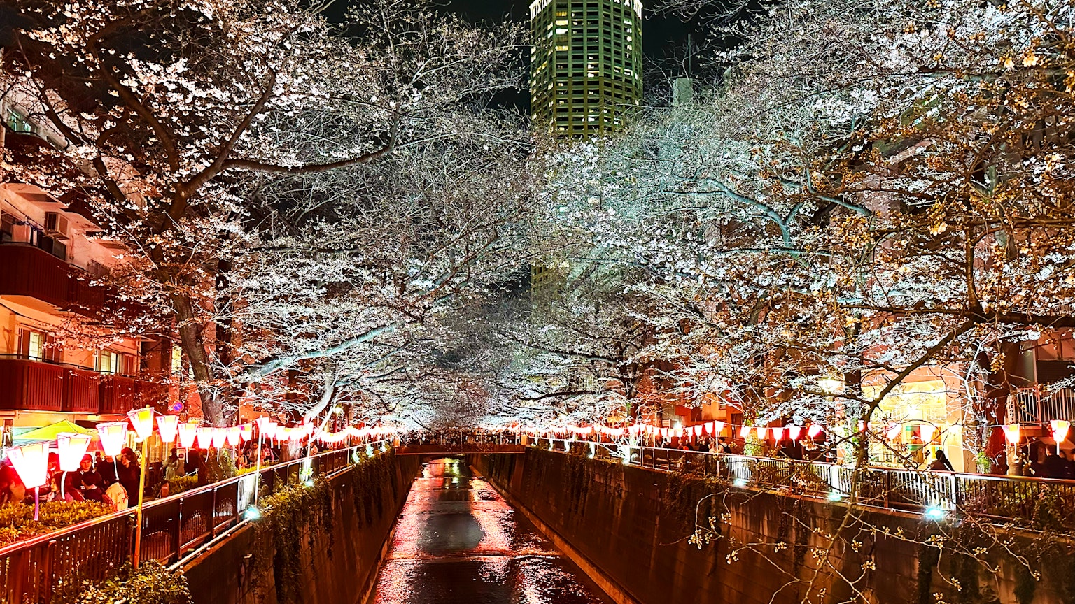 Pemandangan malam yang indah dari bunga sakura di sepanjang sungai yang diterangi lampu