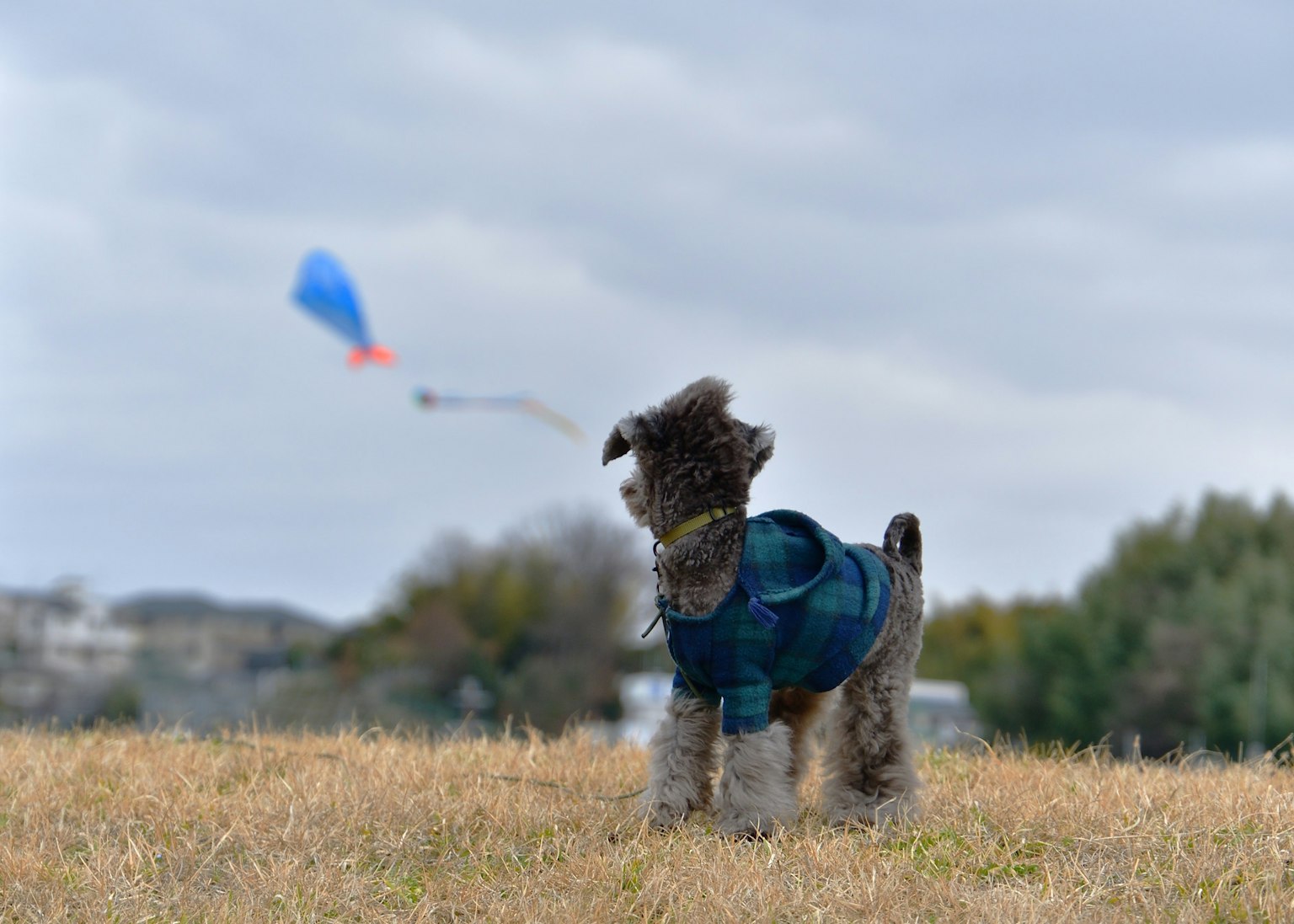 Seekor anjing dengan harness biru berdiri di atas rumput dengan layang-layang biru terbang di latar belakang