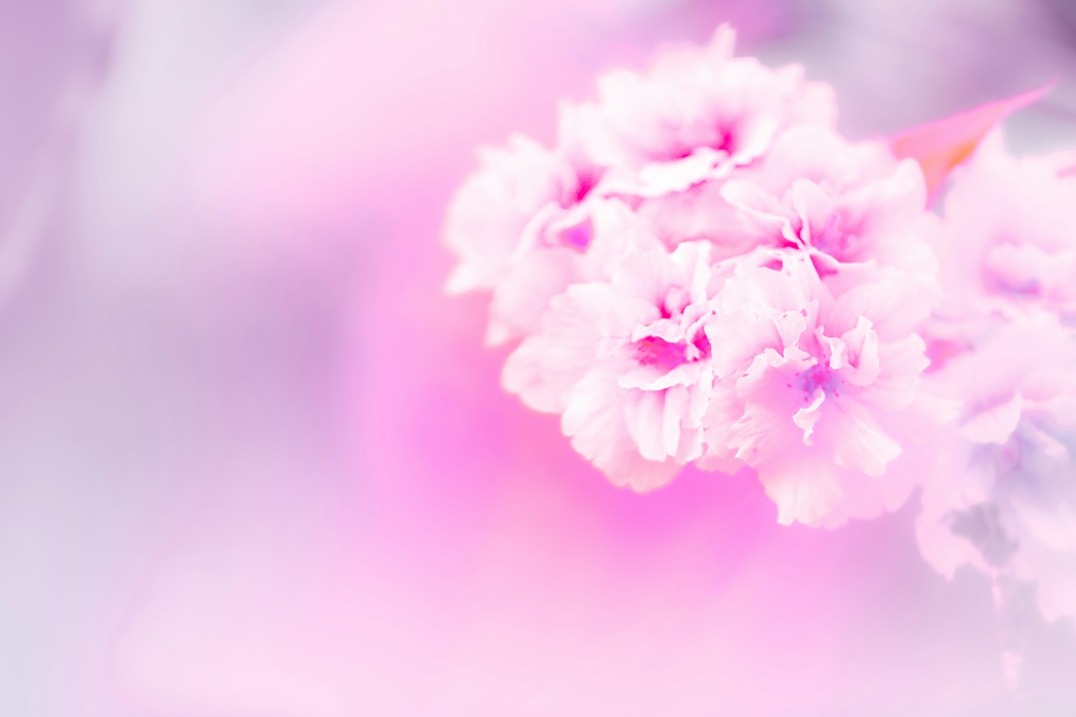 Nahaufnahme von Kirschblüten mit sanften rosa Blütenblättern