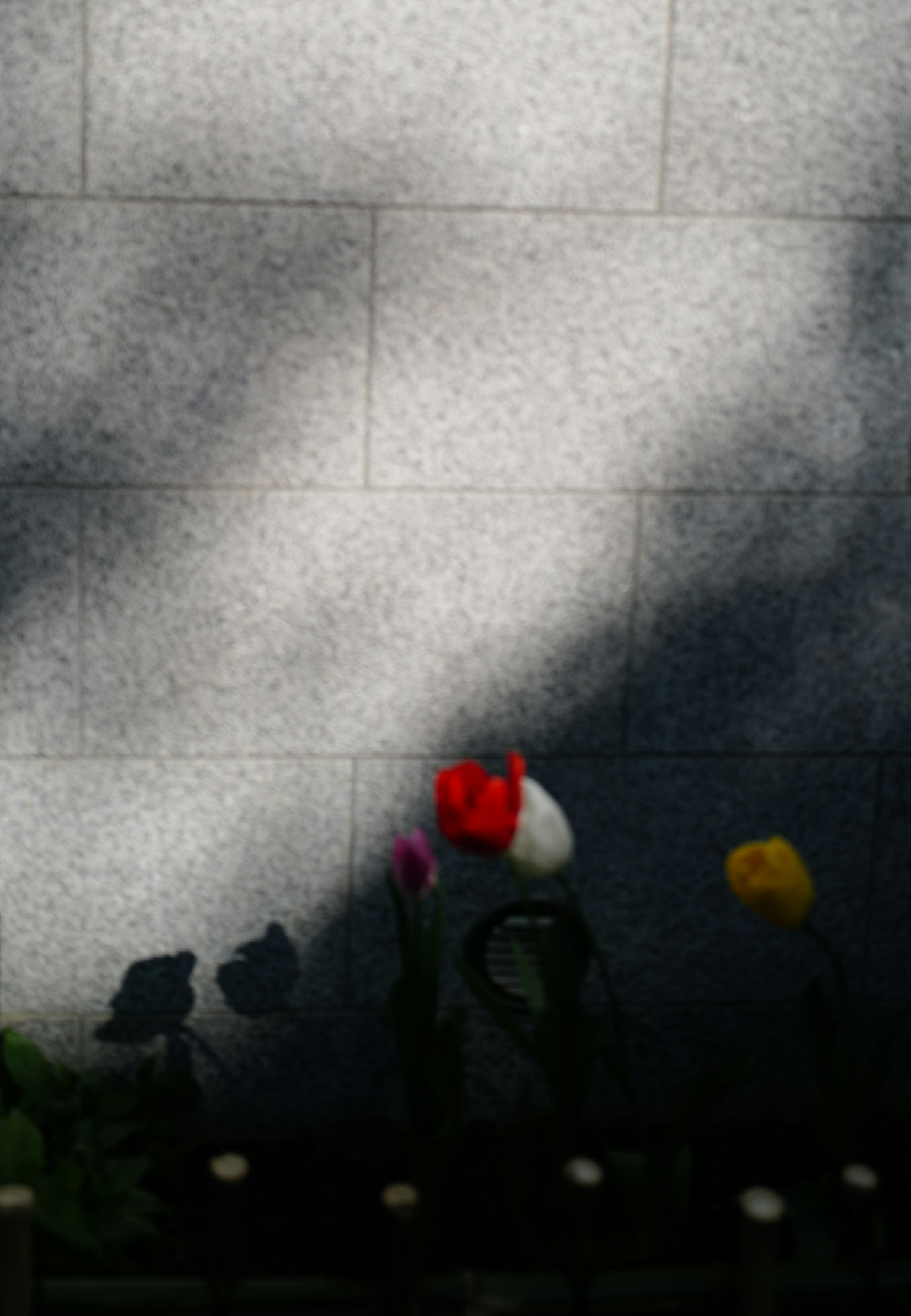 Tulipani rossi e gialli che proiettano ombre davanti a un muro di pietra