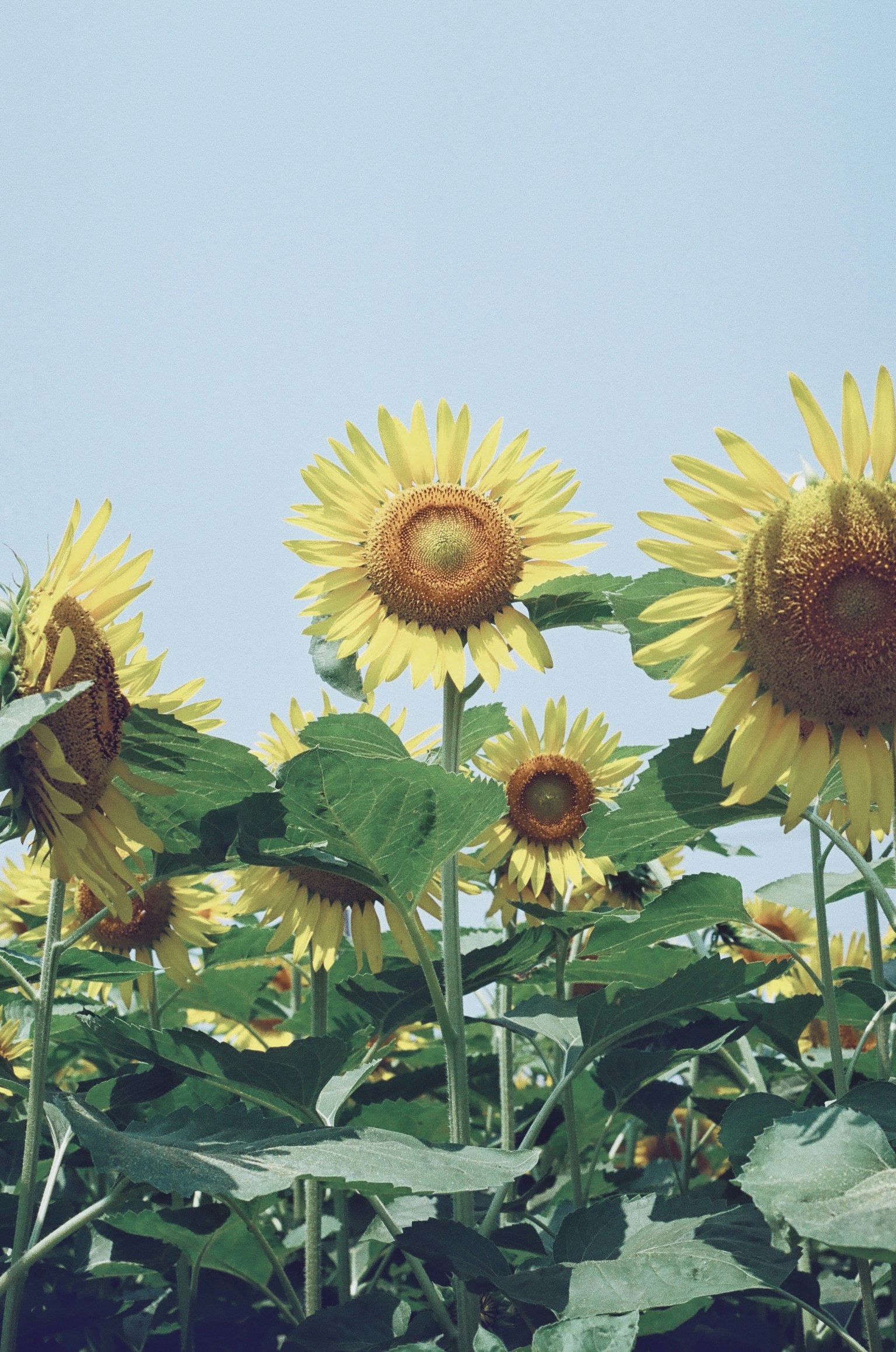 Un campo di girasoli in fiore sotto un cielo blu