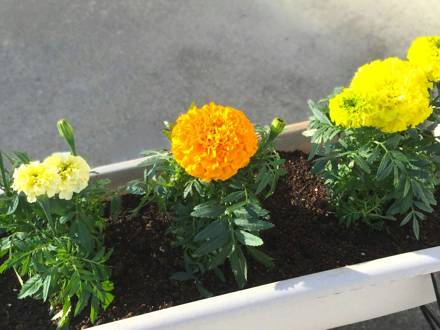 Lebendige Ringelblumen in einem Blumentopf angeordnet