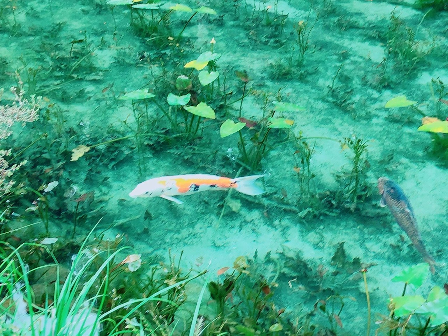 Pez koi nadando entre plantas acuáticas en agua verde