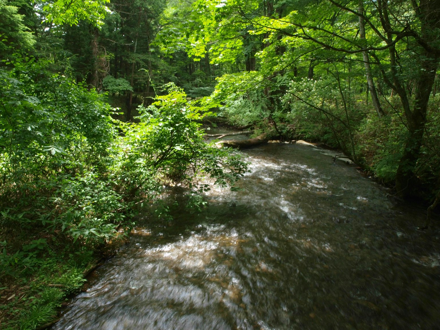 一条小溪流经郁郁葱葱的森林的风景