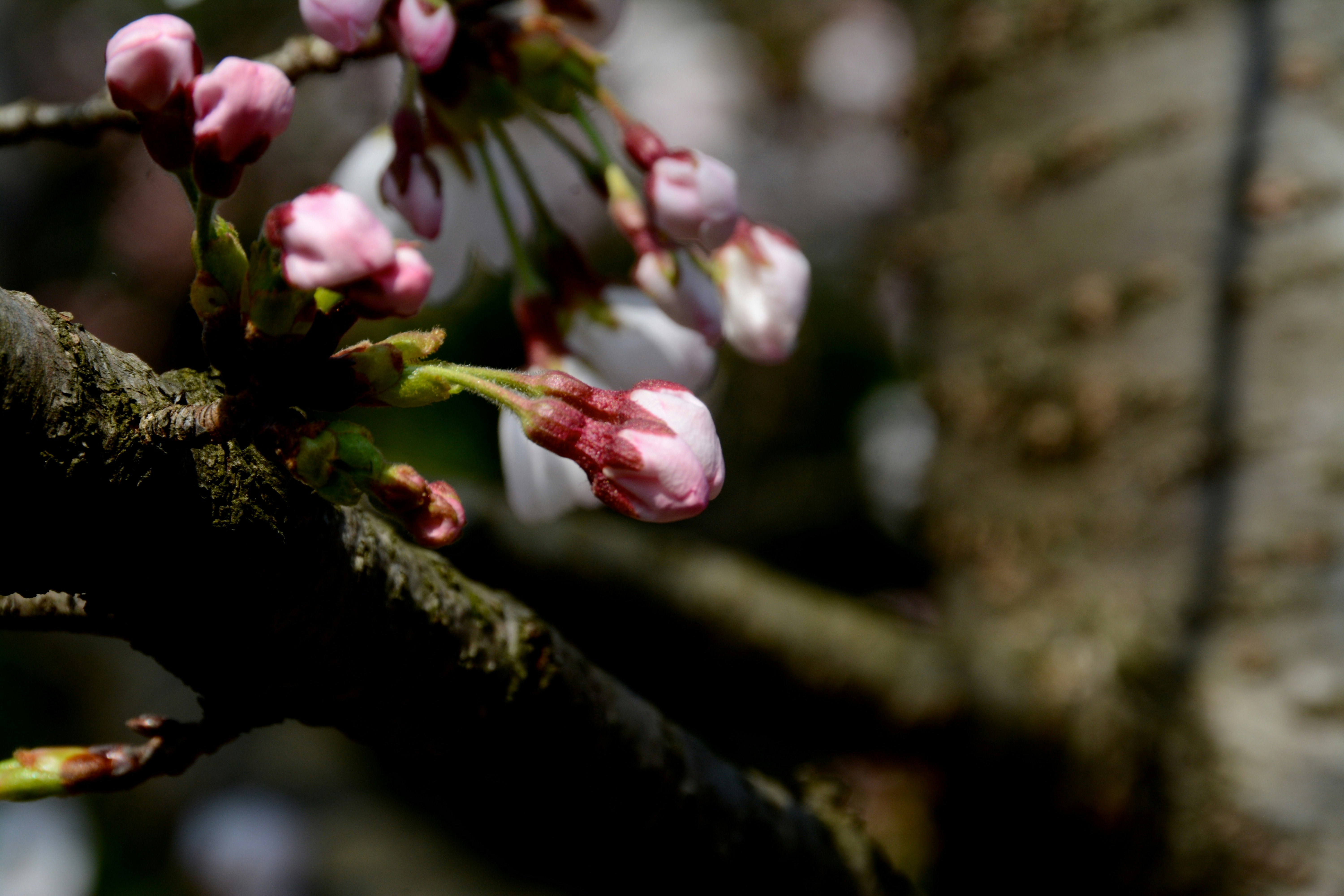 桜の蕾が枝に並ぶ春の花芽