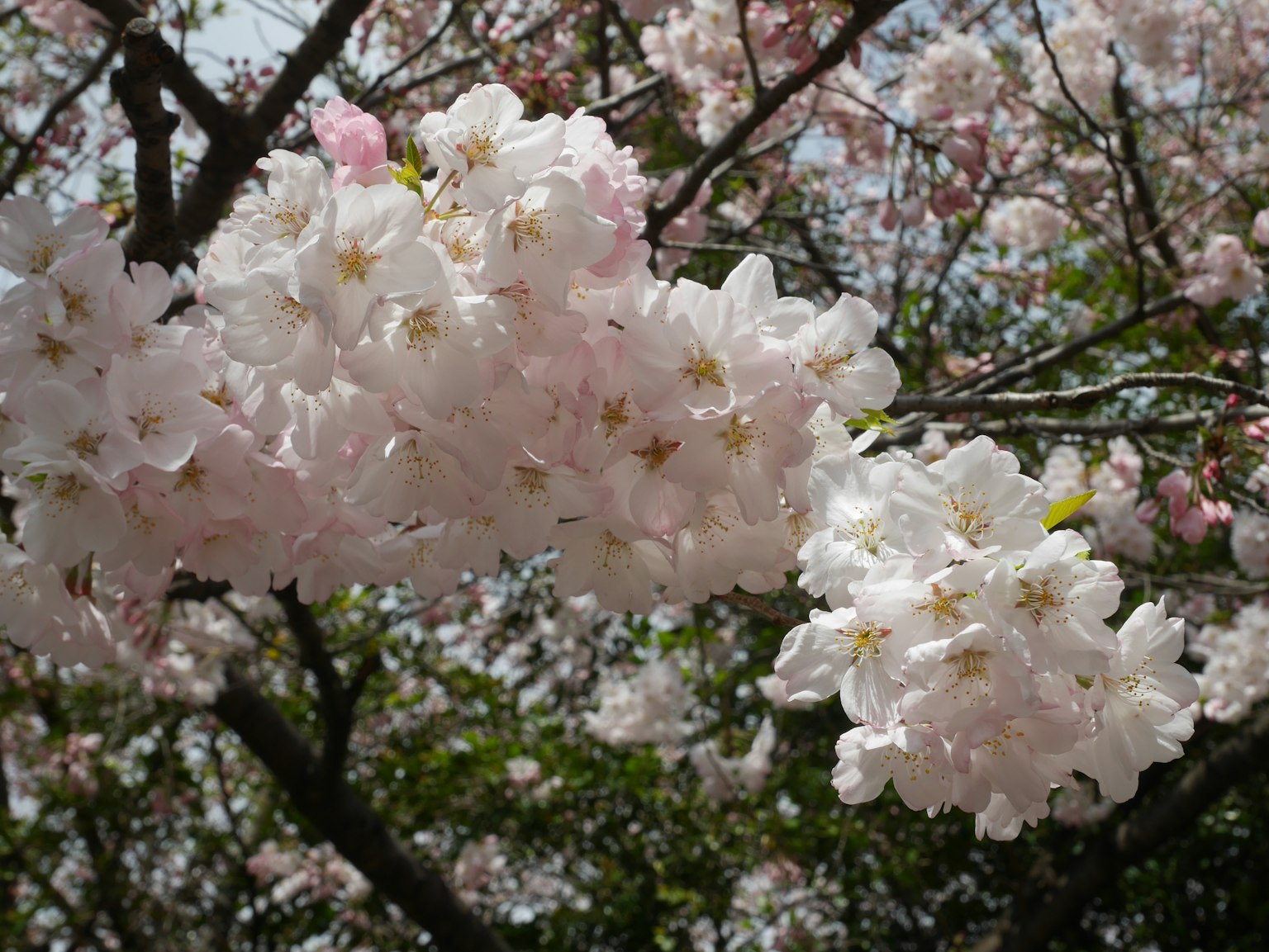 Kedekatan cabang bunga sakura dengan kelompok bunga putih dan merah muda muda