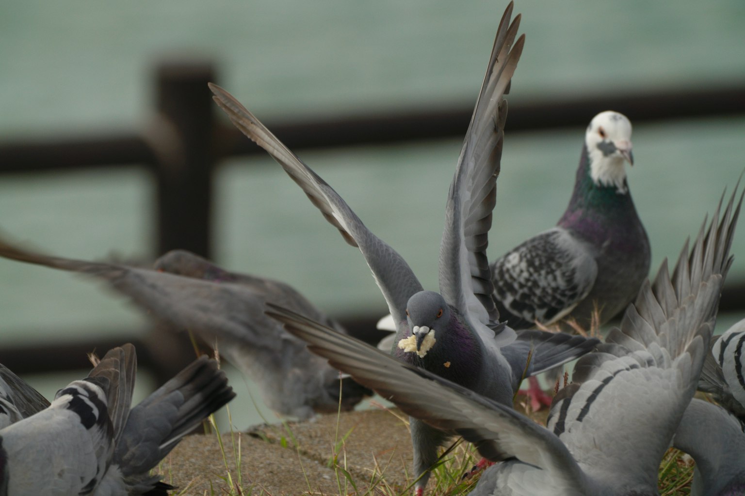 Un groupe de pigeons s'envolant avec un pigeon distinct au premier plan