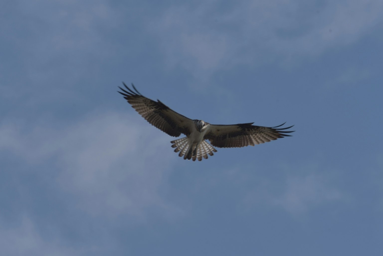 Hawk soaring against a blue sky
