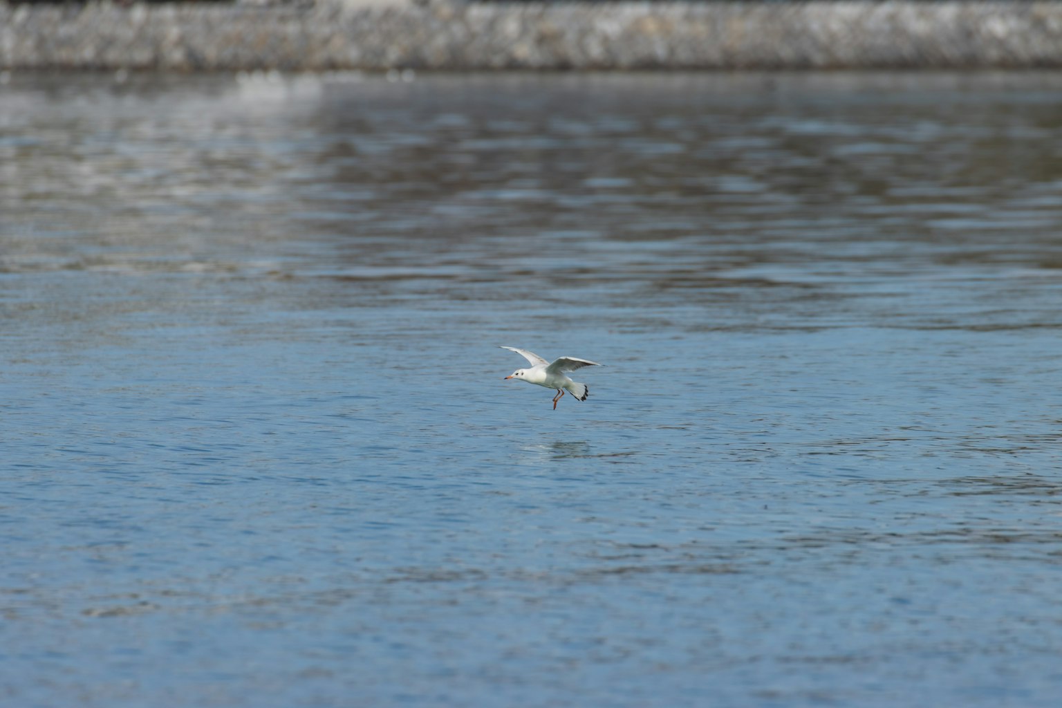 Bild eines kleinen Vogels, der über die Wasseroberfläche fliegt