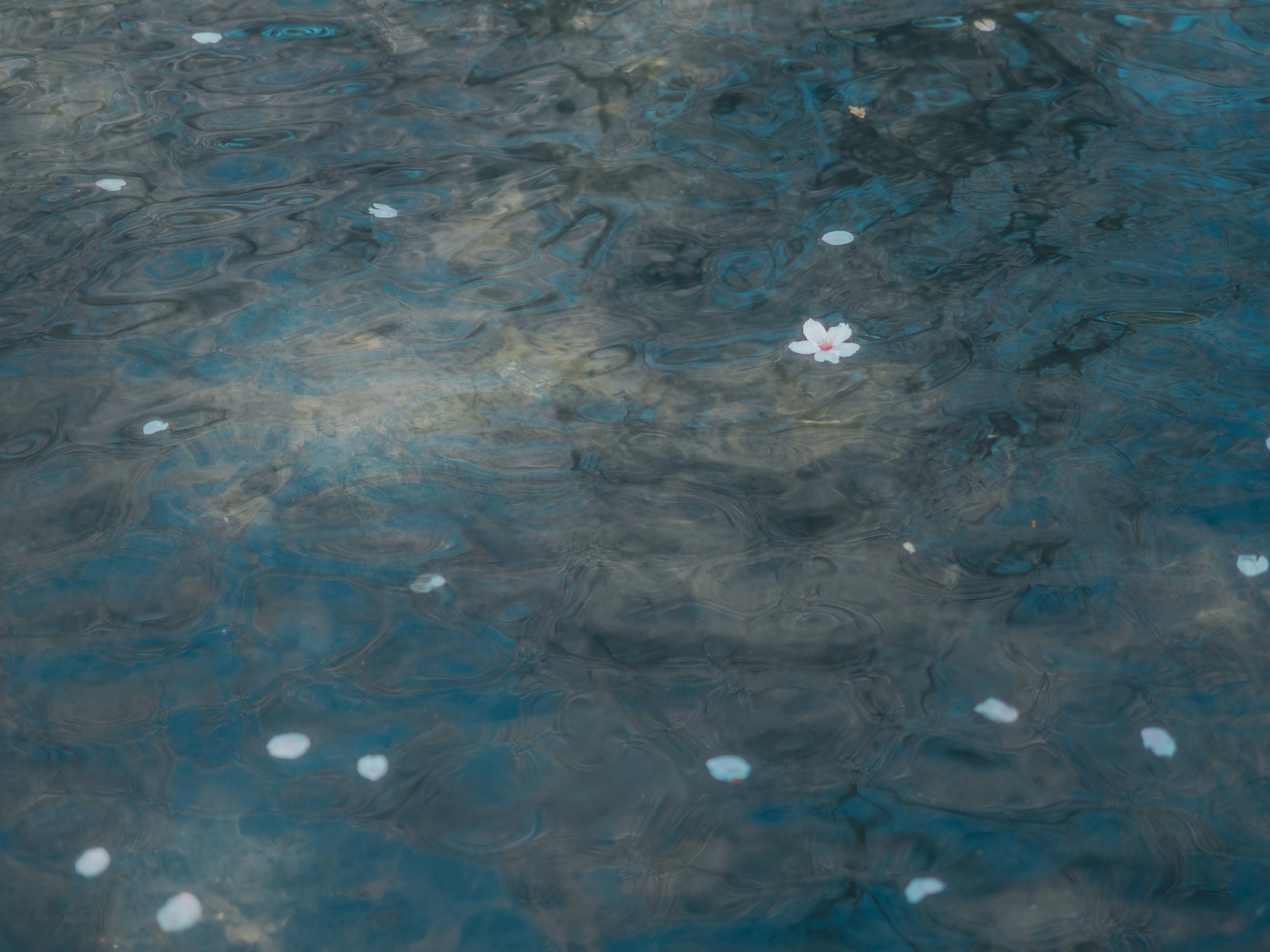 水面に浮かぶ小さな花のある澄んだ池の水
