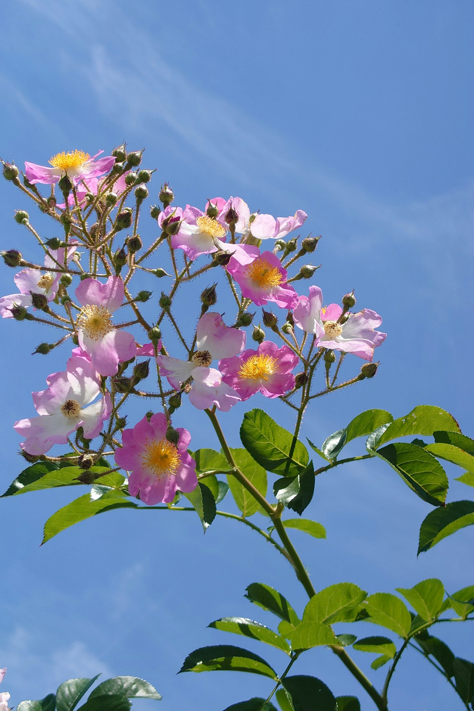 Rosa Blumen mit gelben Zentren vor blauem Himmel