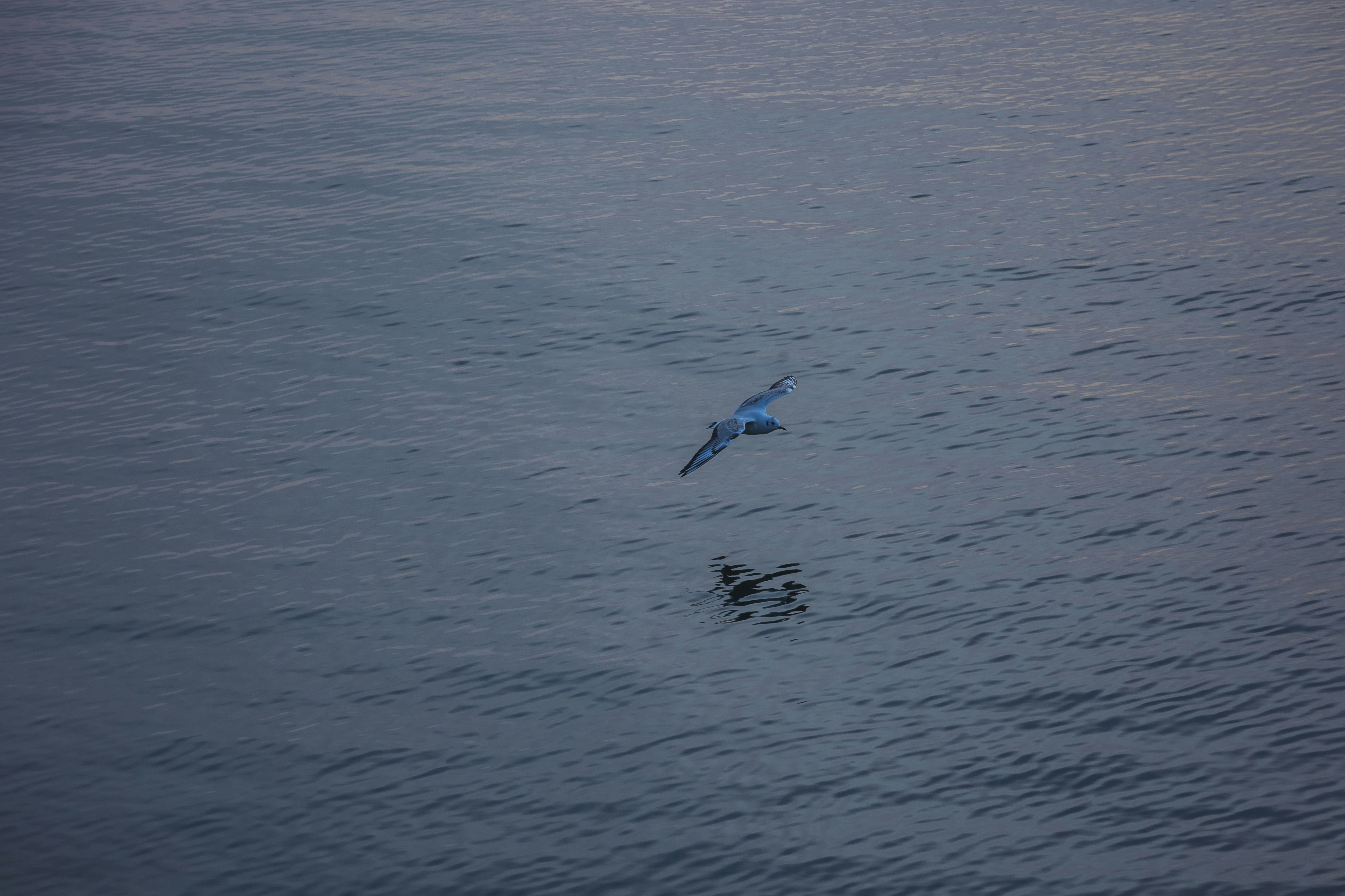 ocean surface with a dolphin swimming near the waves