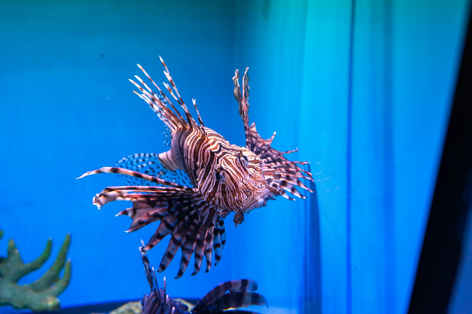Ein lebendiger Löwenfisch schwimmt vor einem blauen Aquarienhintergrund