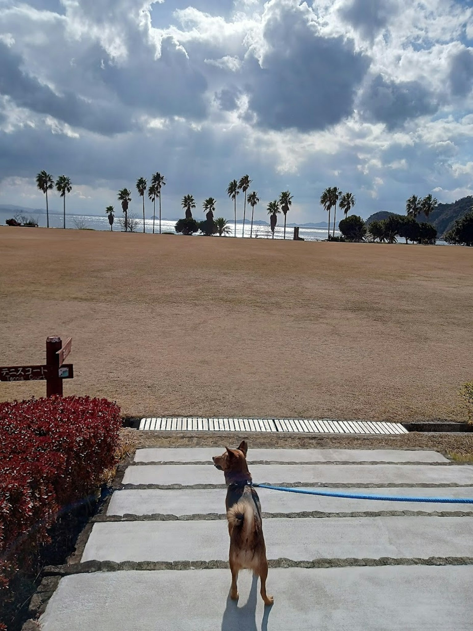 Un cane in piedi su un sentiero che guarda un'area erbosa aperta con palme
