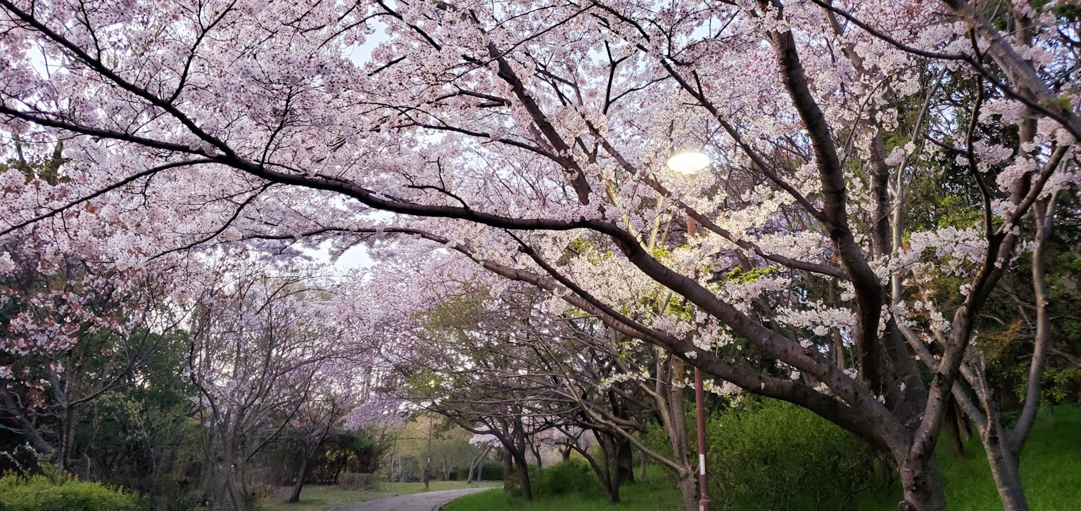 A scenic view of cherry blossom trees in full bloom in a park