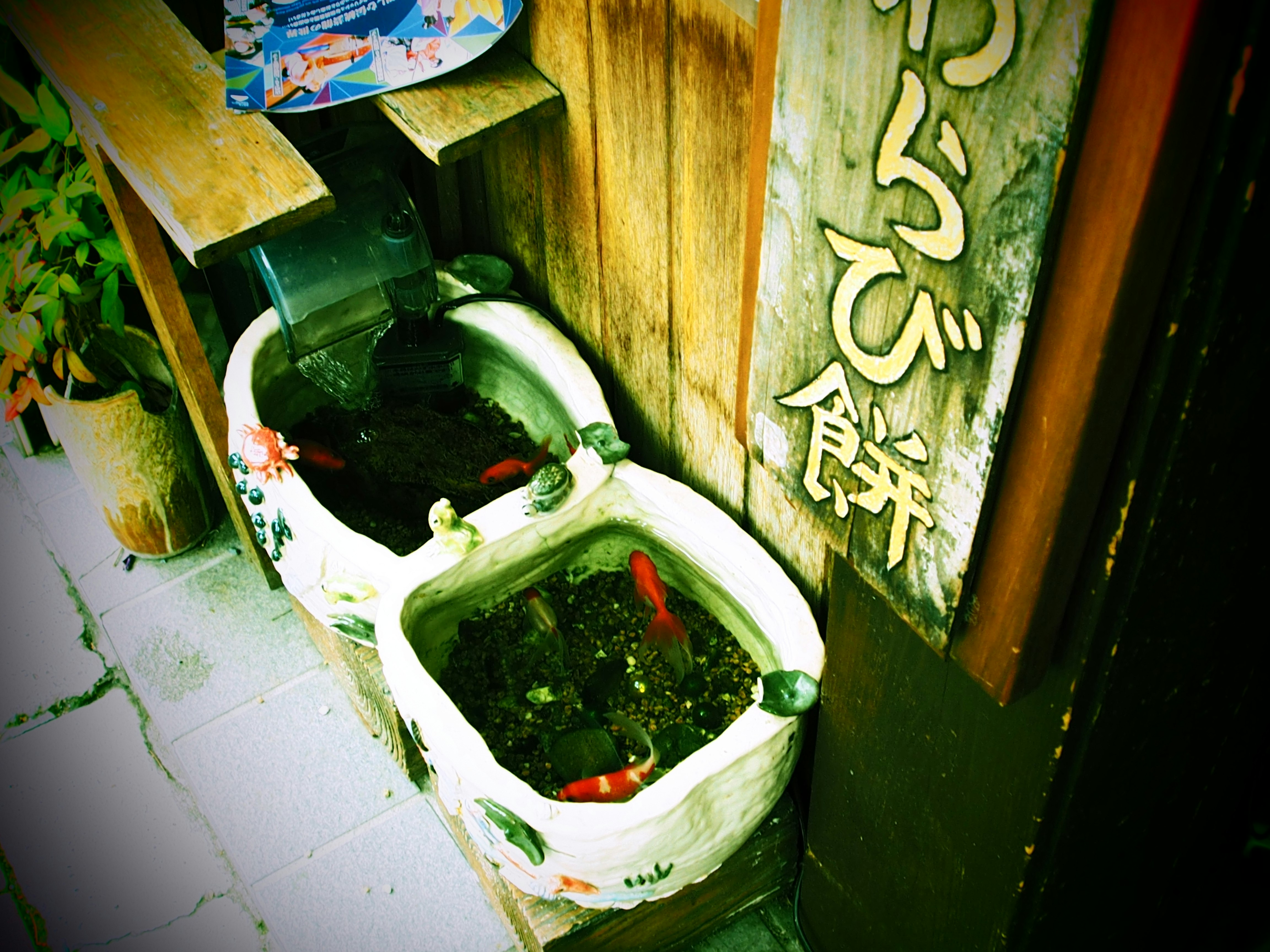 A scene with goldfish swimming in old ceramic tanks