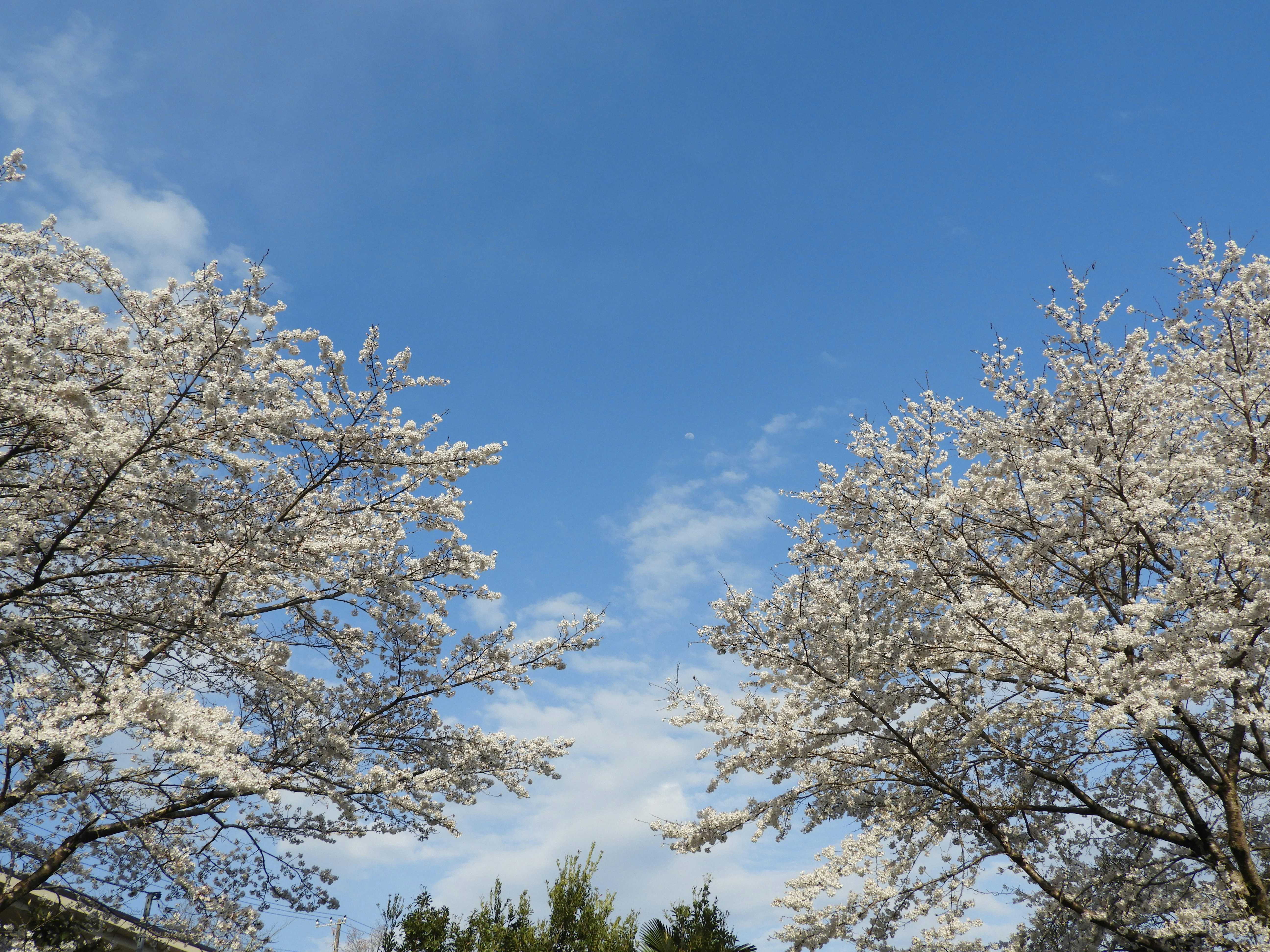 Cerezos en flor en fila bajo un cielo azul