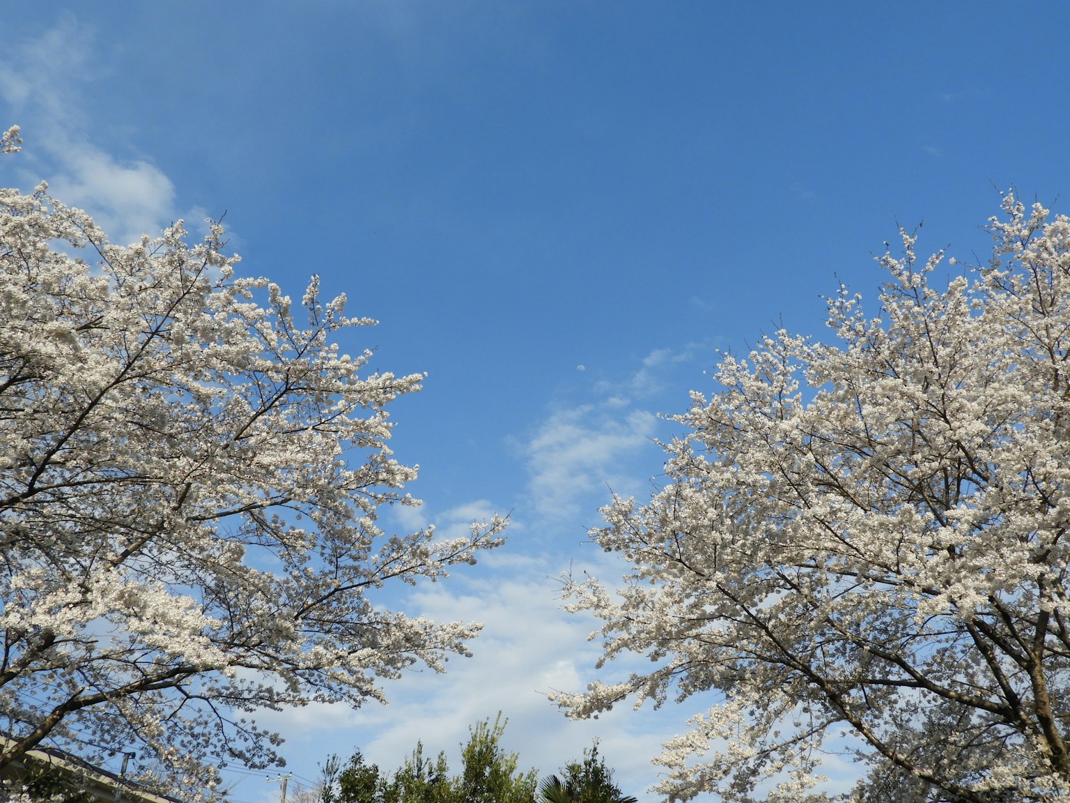 Árboles de cerezo en flor bajo un cielo azul
