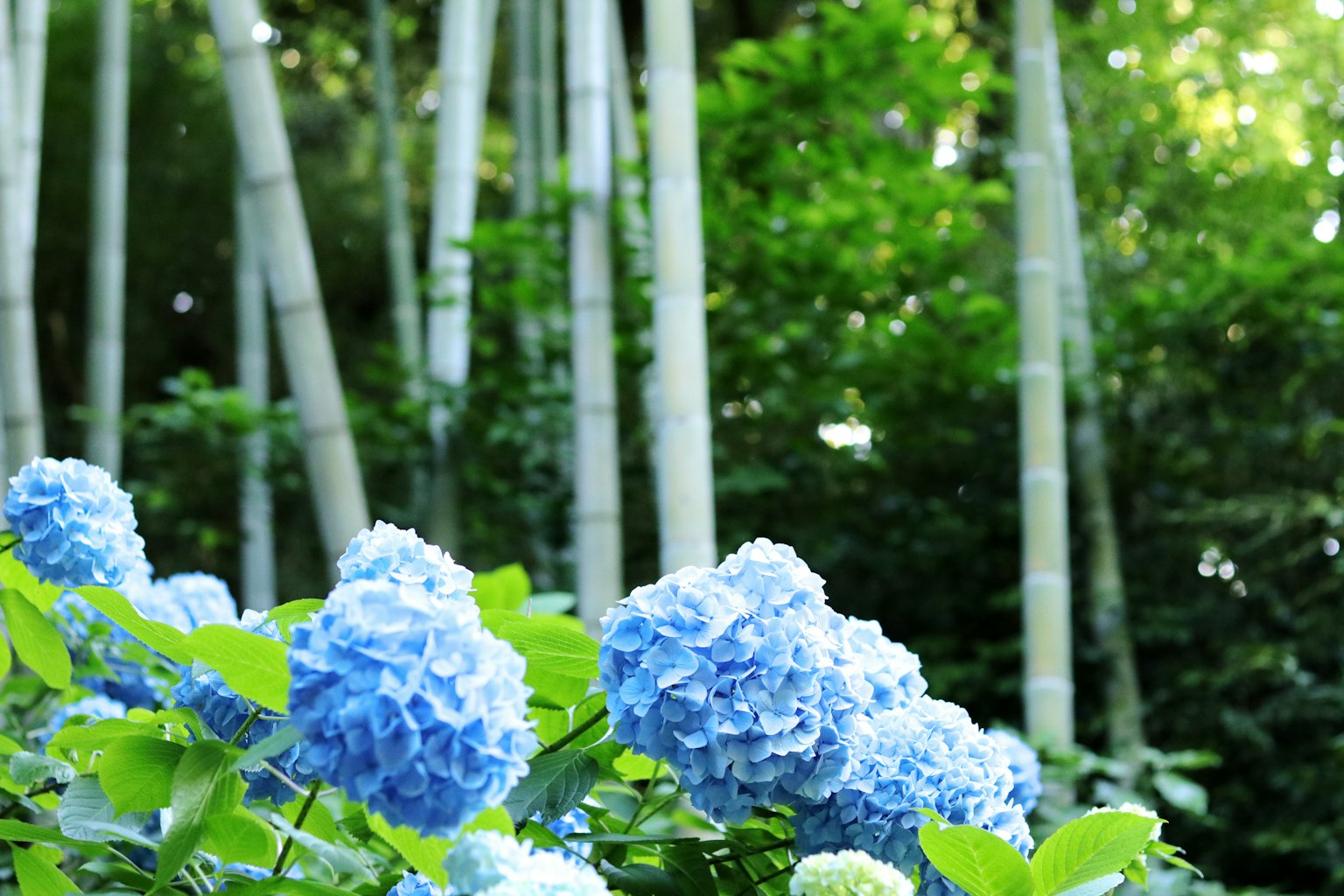 Fiori di ortensia blu in una foresta di bambù