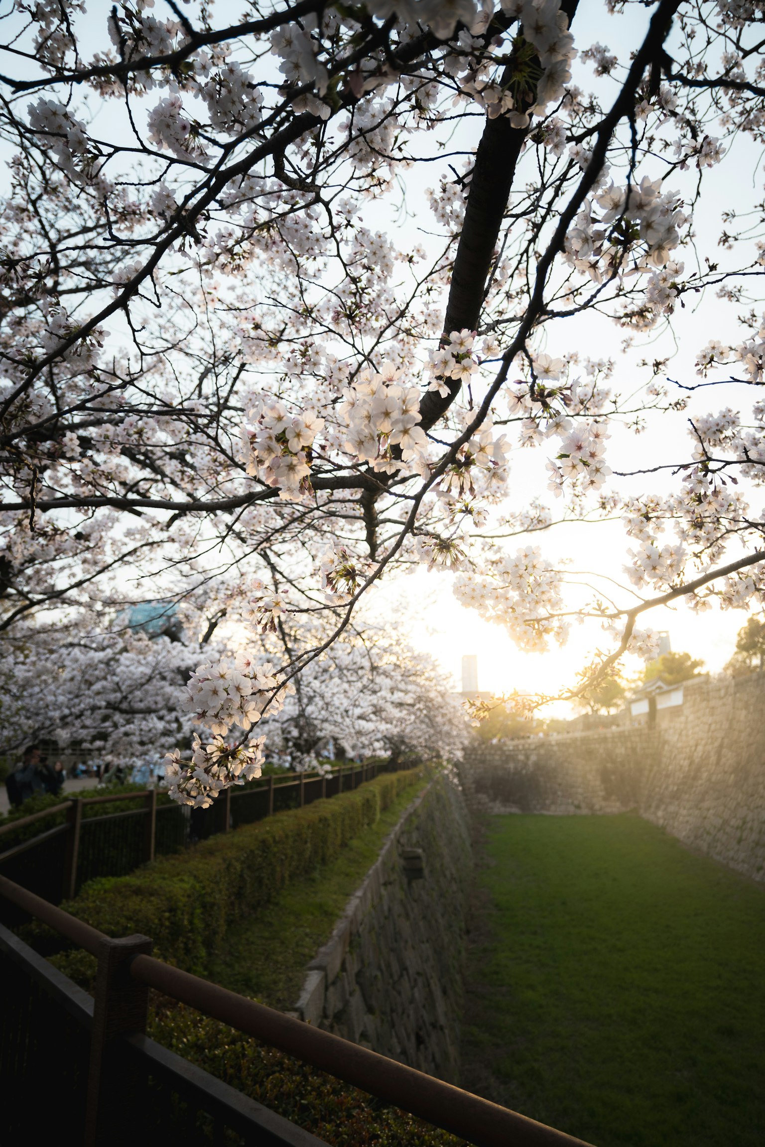 Cabang pohon sakura dengan latar belakang matahari terbenam