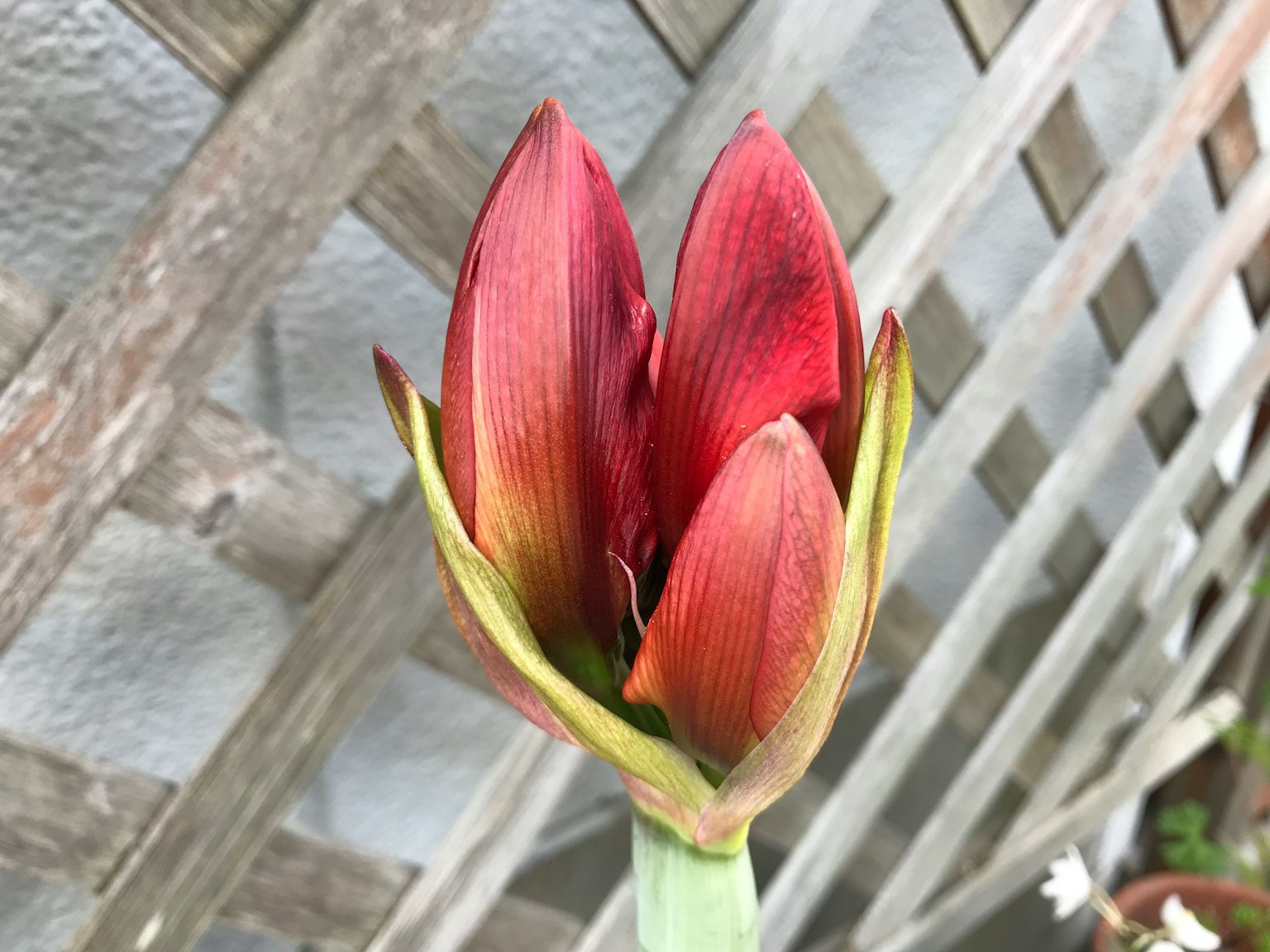 Amaryllisknospe in Rottönen kurz vor der Blüte