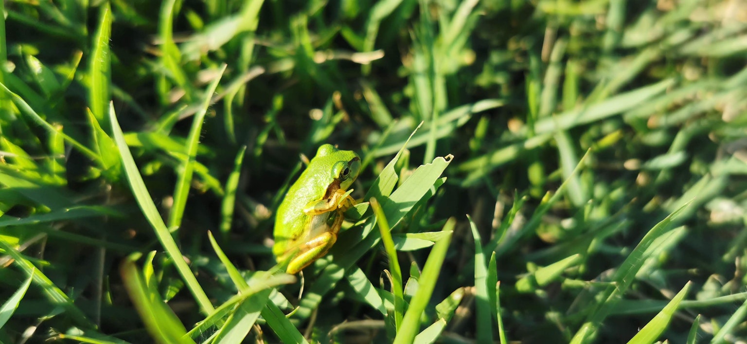 Ein grüner Frosch sitzt im Gras
