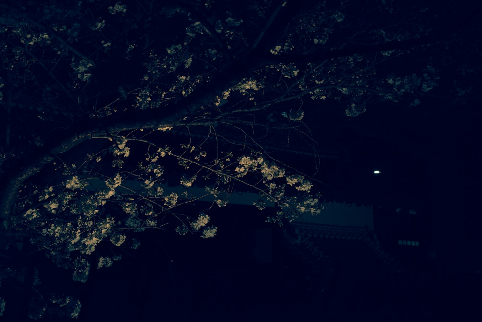 夜晚黑暗背景上的白花树枝