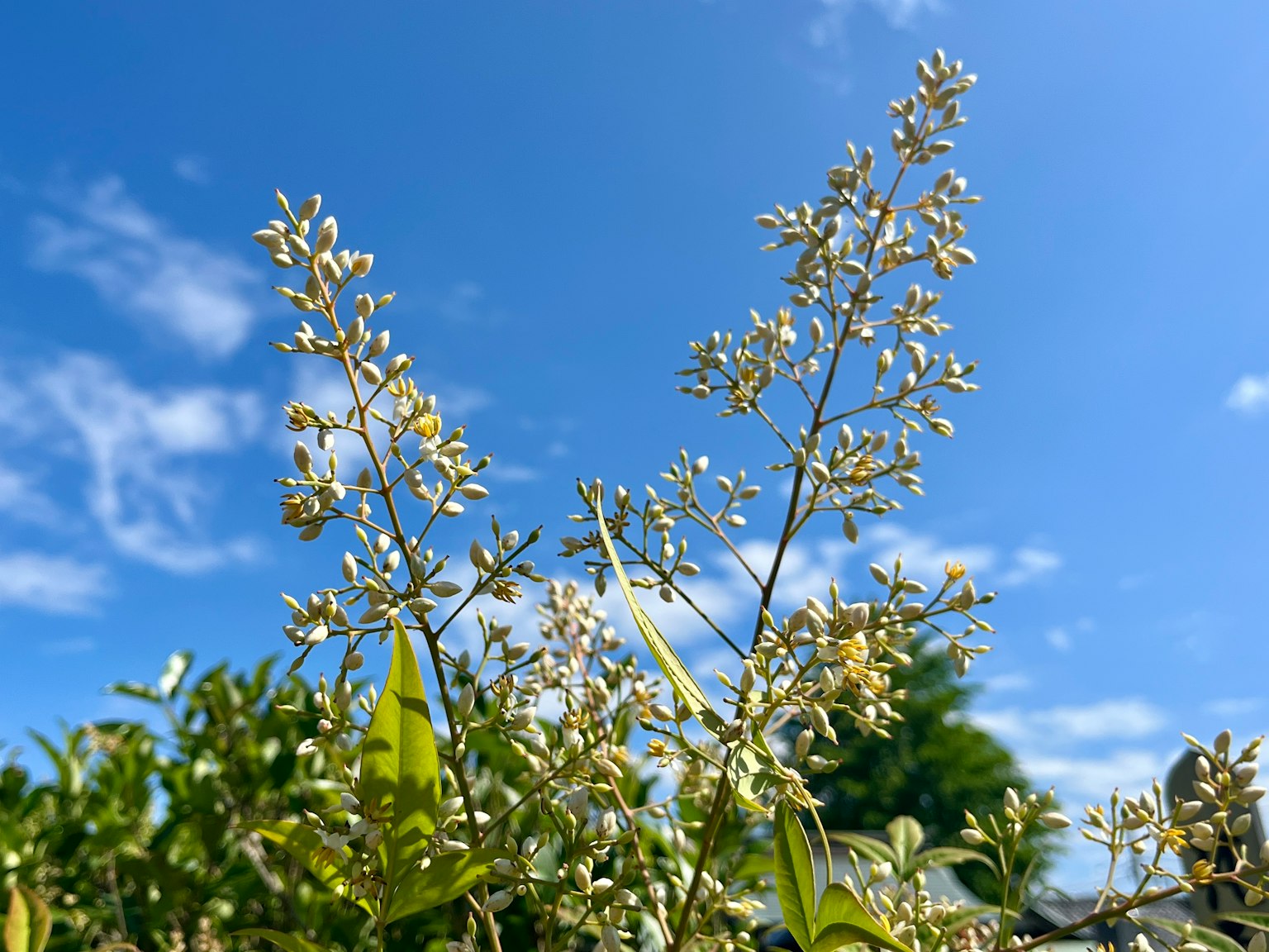Plant with small white flowers under a blue sky