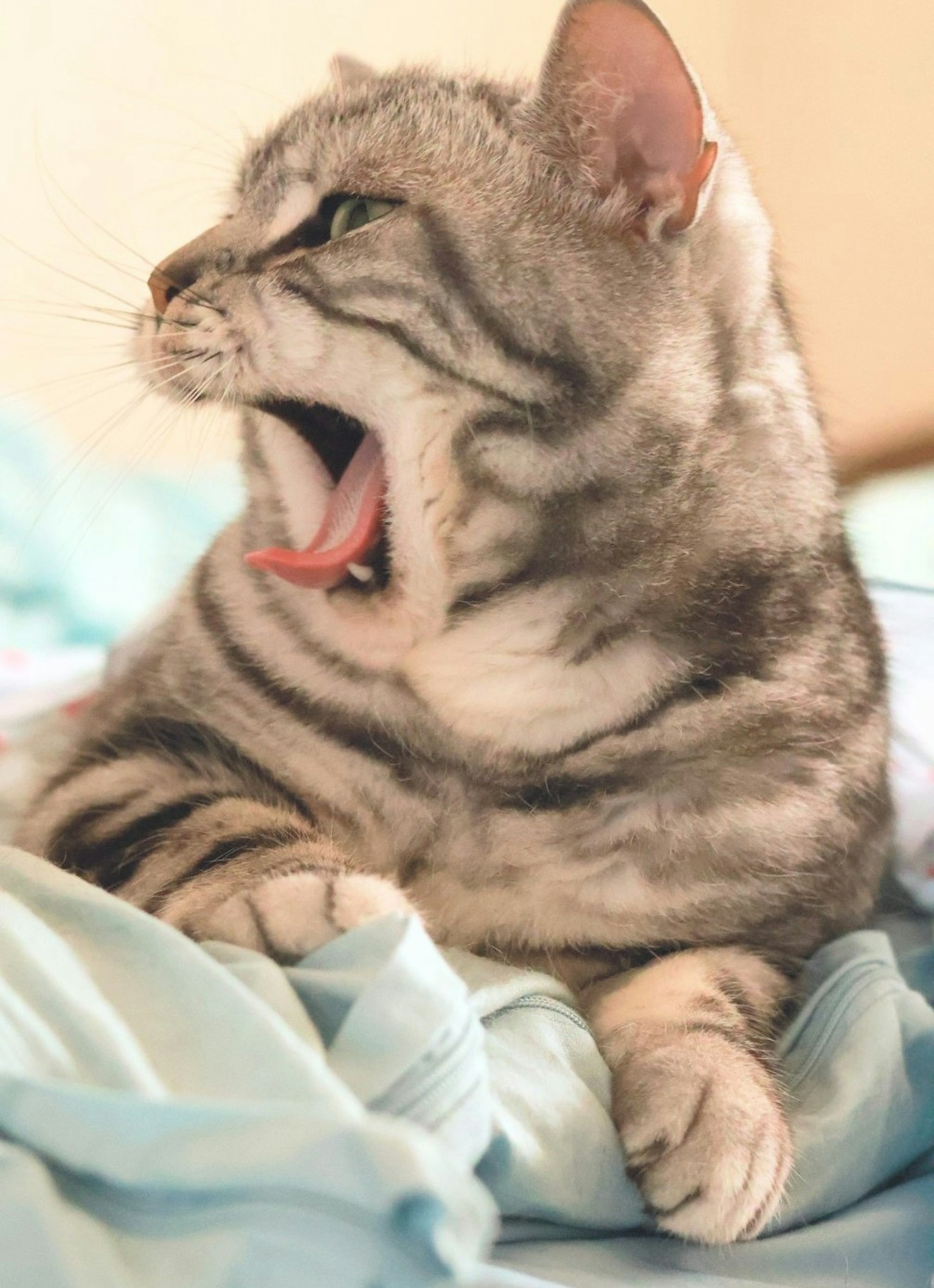 Gatto grigio che sbadiglia sdraiato su un tessuto morbido