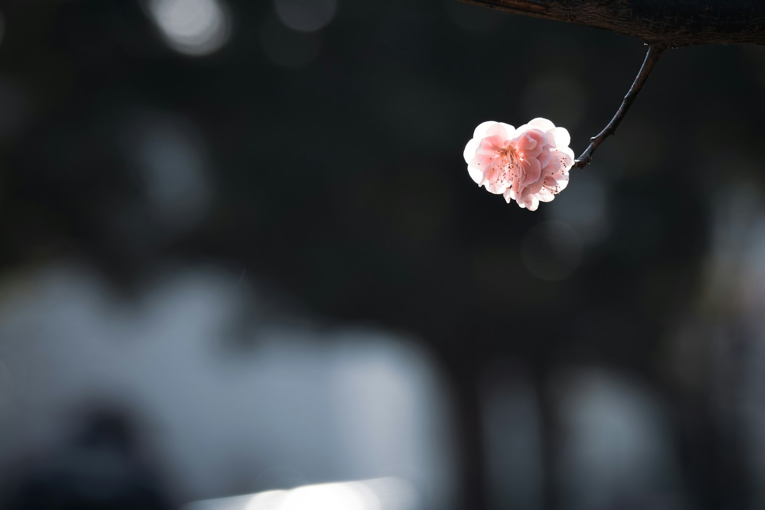 Un delicato fiore rosa appeso a un ramo in un ambiente sereno