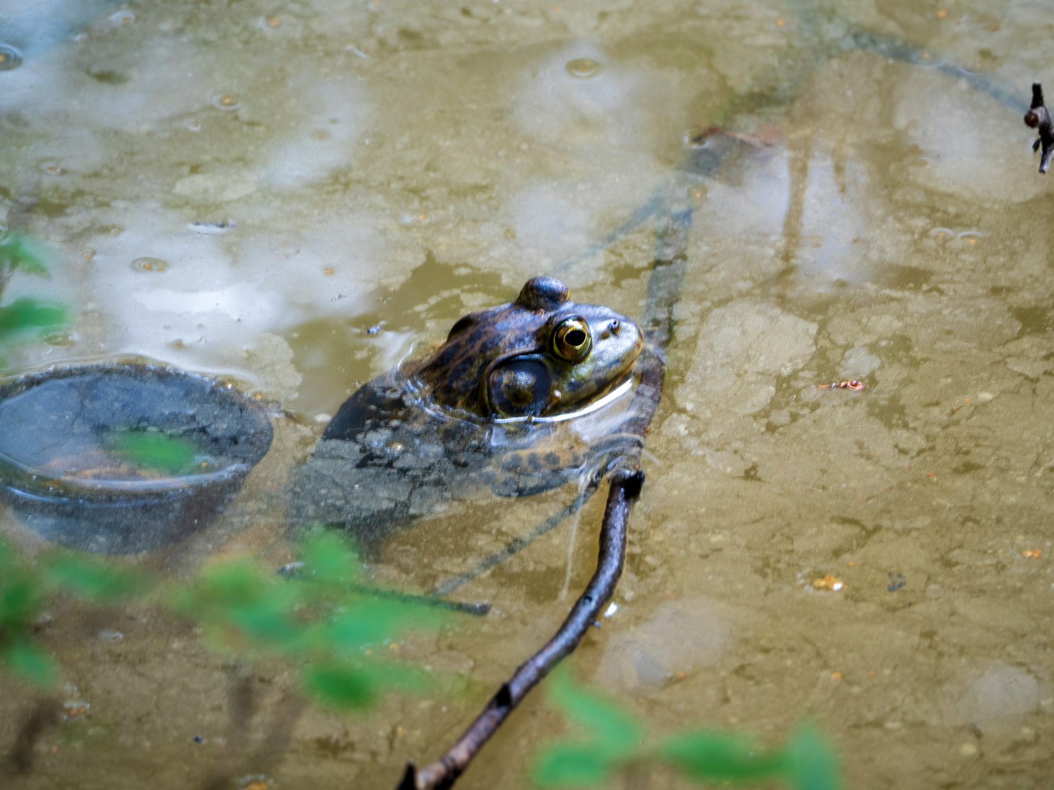 Tête de grenouille partiellement immergée dans l'eau entourée de plantes vertes