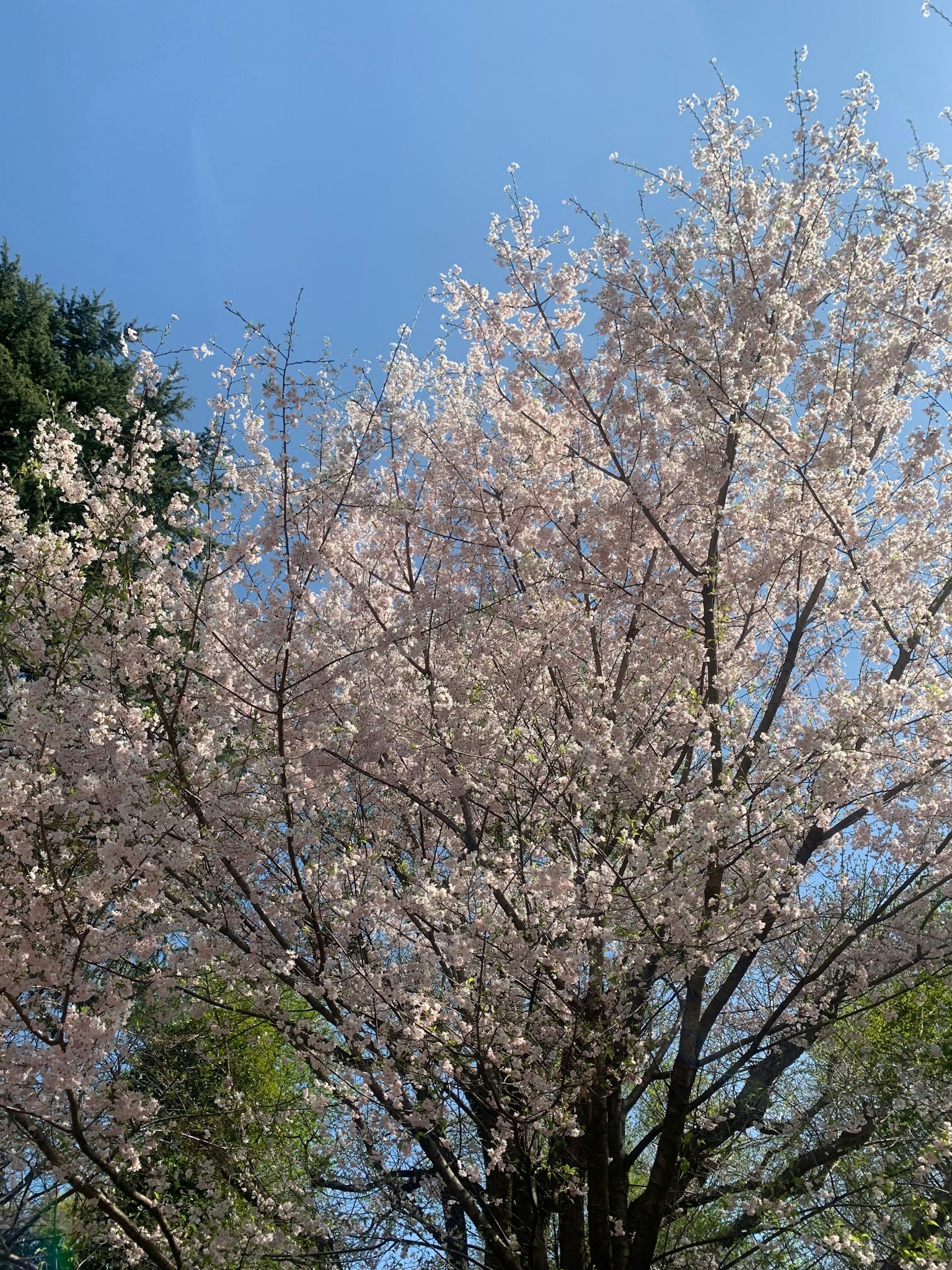 蓝天下盛开的樱花树