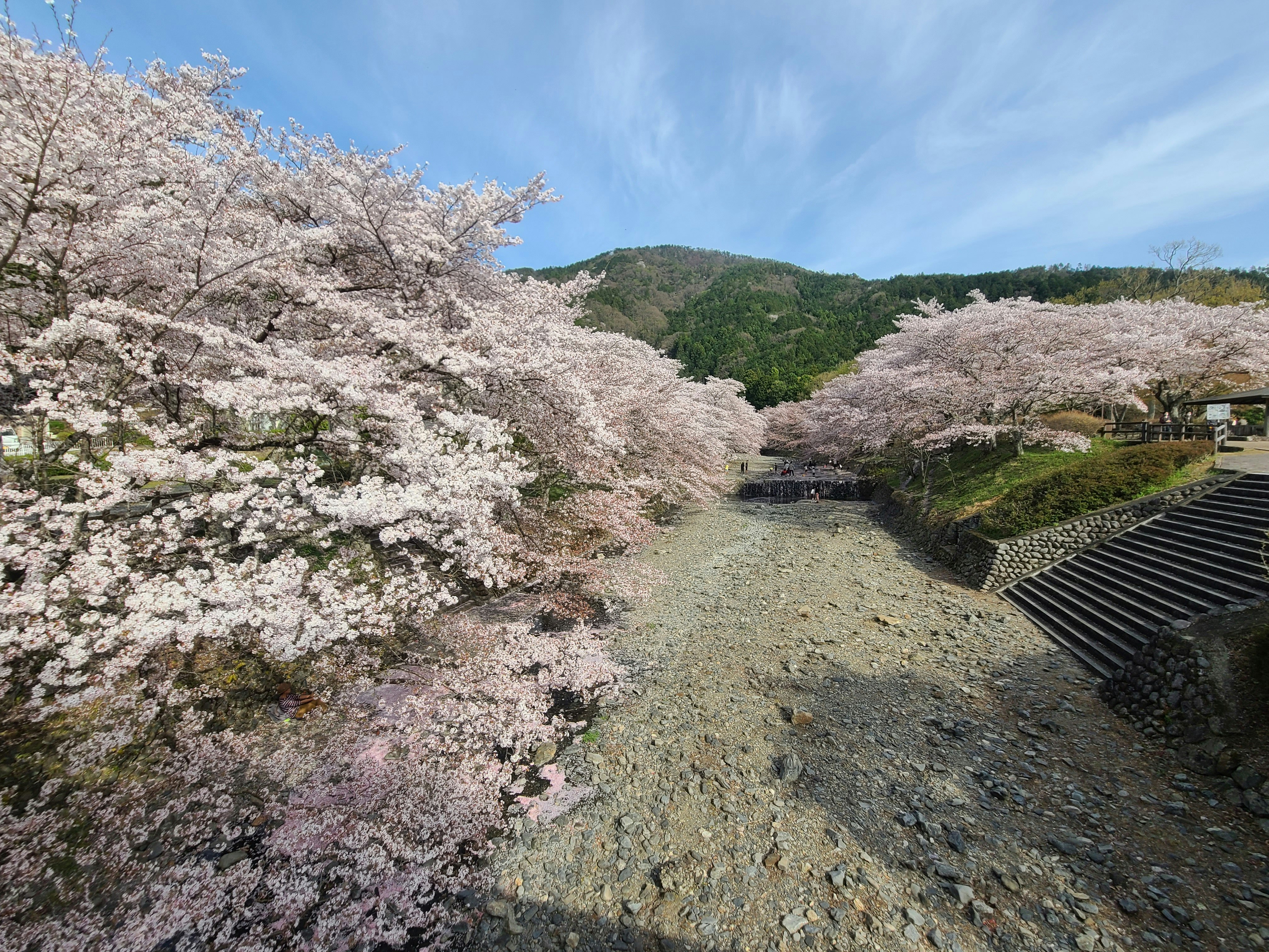 Cherry blossoms along a river with green mountains