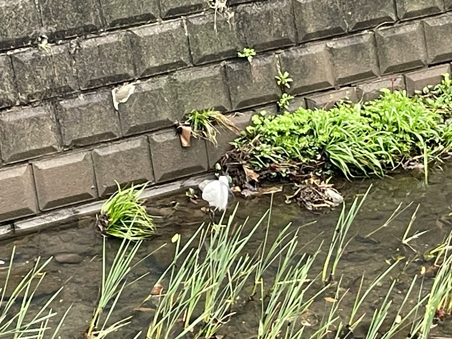 Un uccello bianco vicino all'acqua e all'erba verde