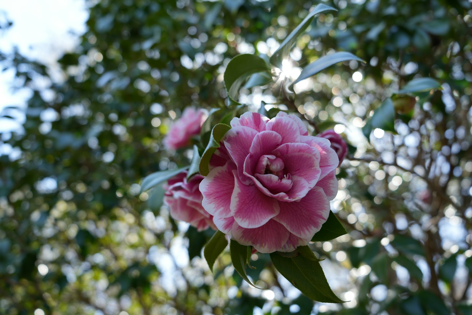 Bunga camelia merah muda yang indah bersinar di bawah langit biru