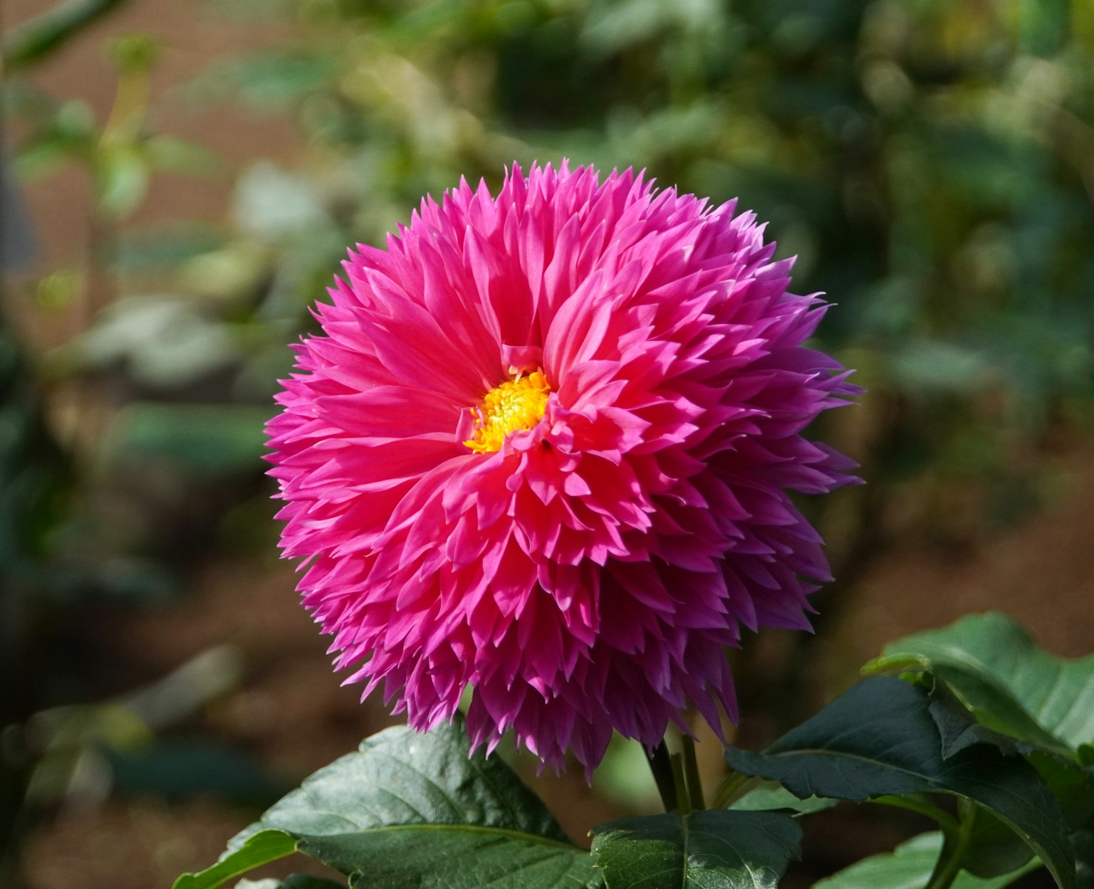 Fiore di dalia rosa vibrante in piena fioritura