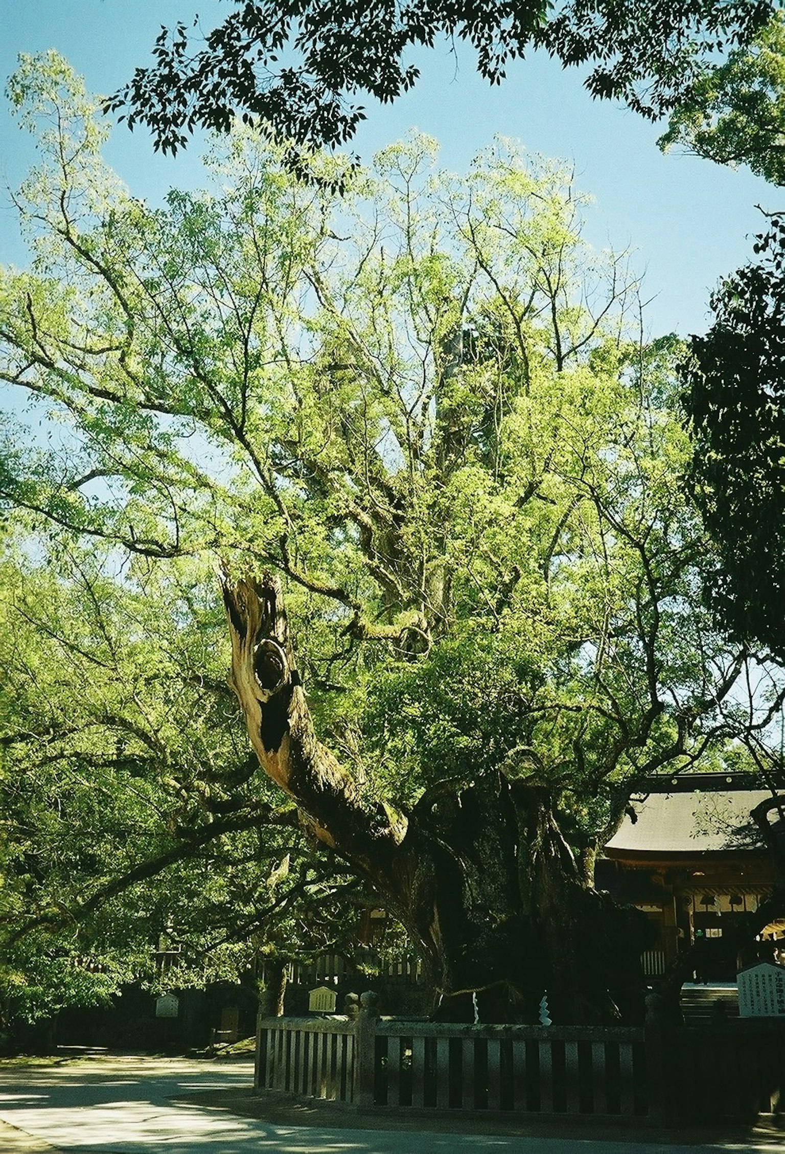 大树环绕着自然风景