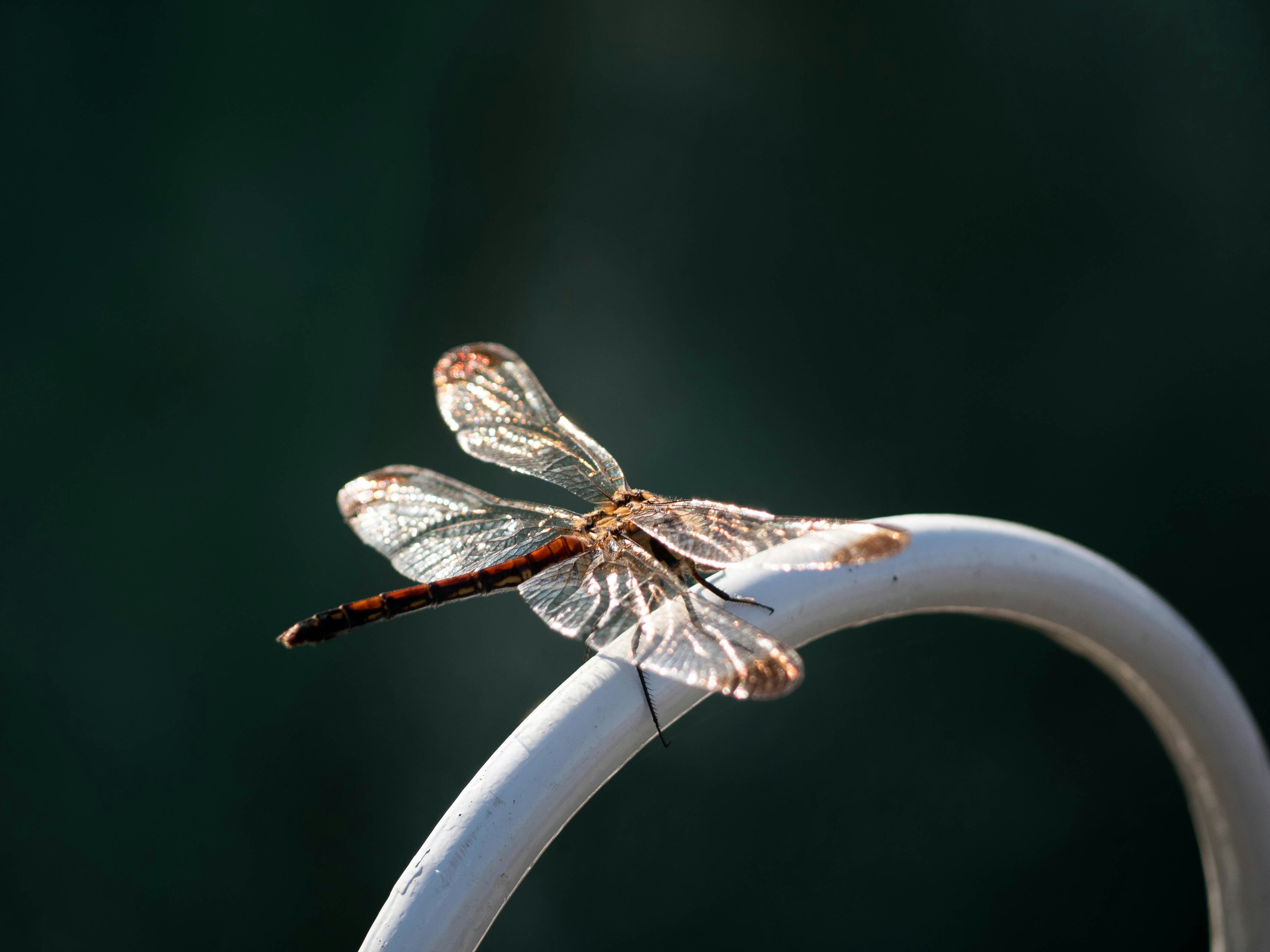 imagen macro de una libélula posada sobre un tubo metálico blanco