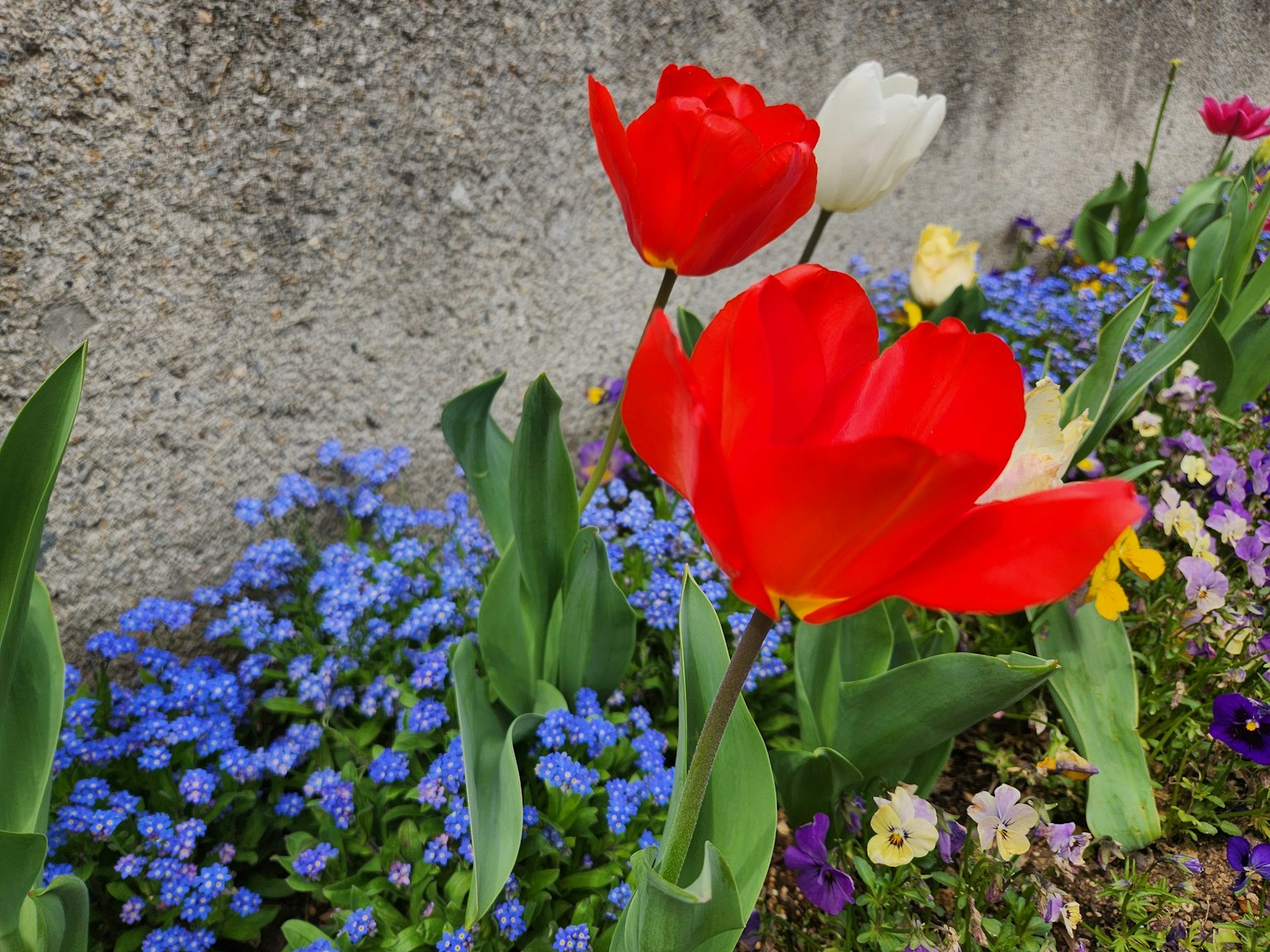 Tulipes rouges et fleurs bleues fleurissant dans un jardin