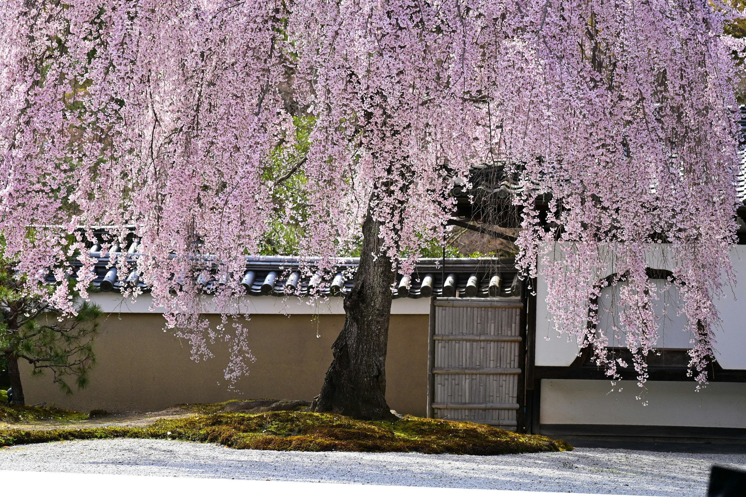 桜の花が垂れる京都の路地の門と塀