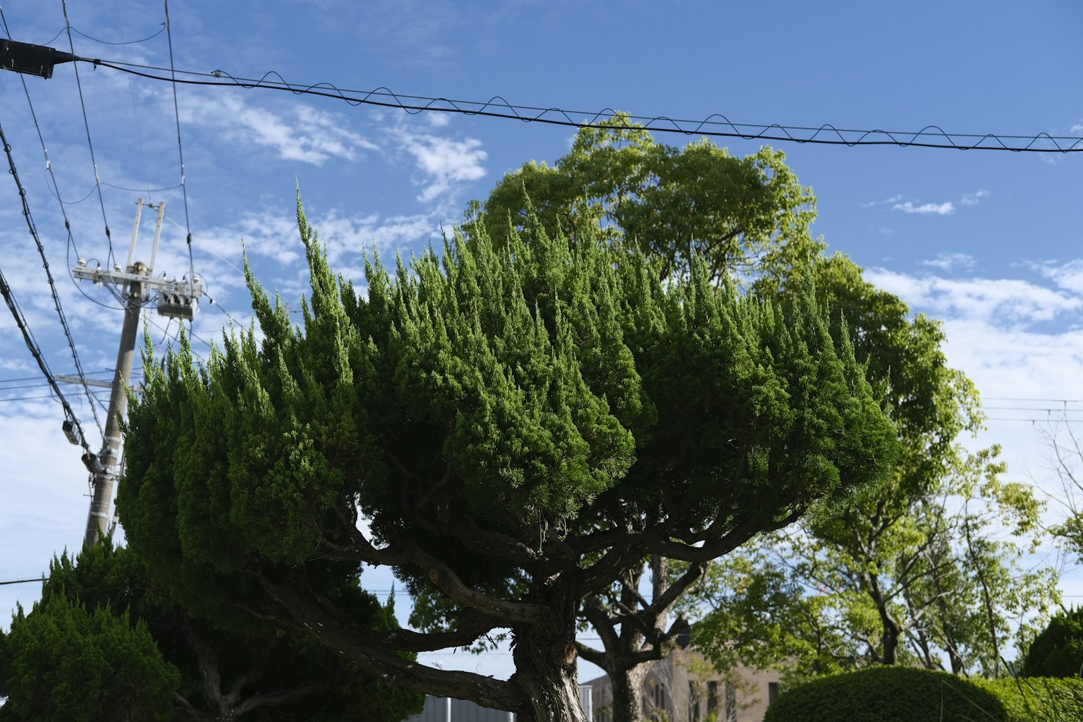 Bild eines einzigartig geformten Baumes unter einem blauen Himmel